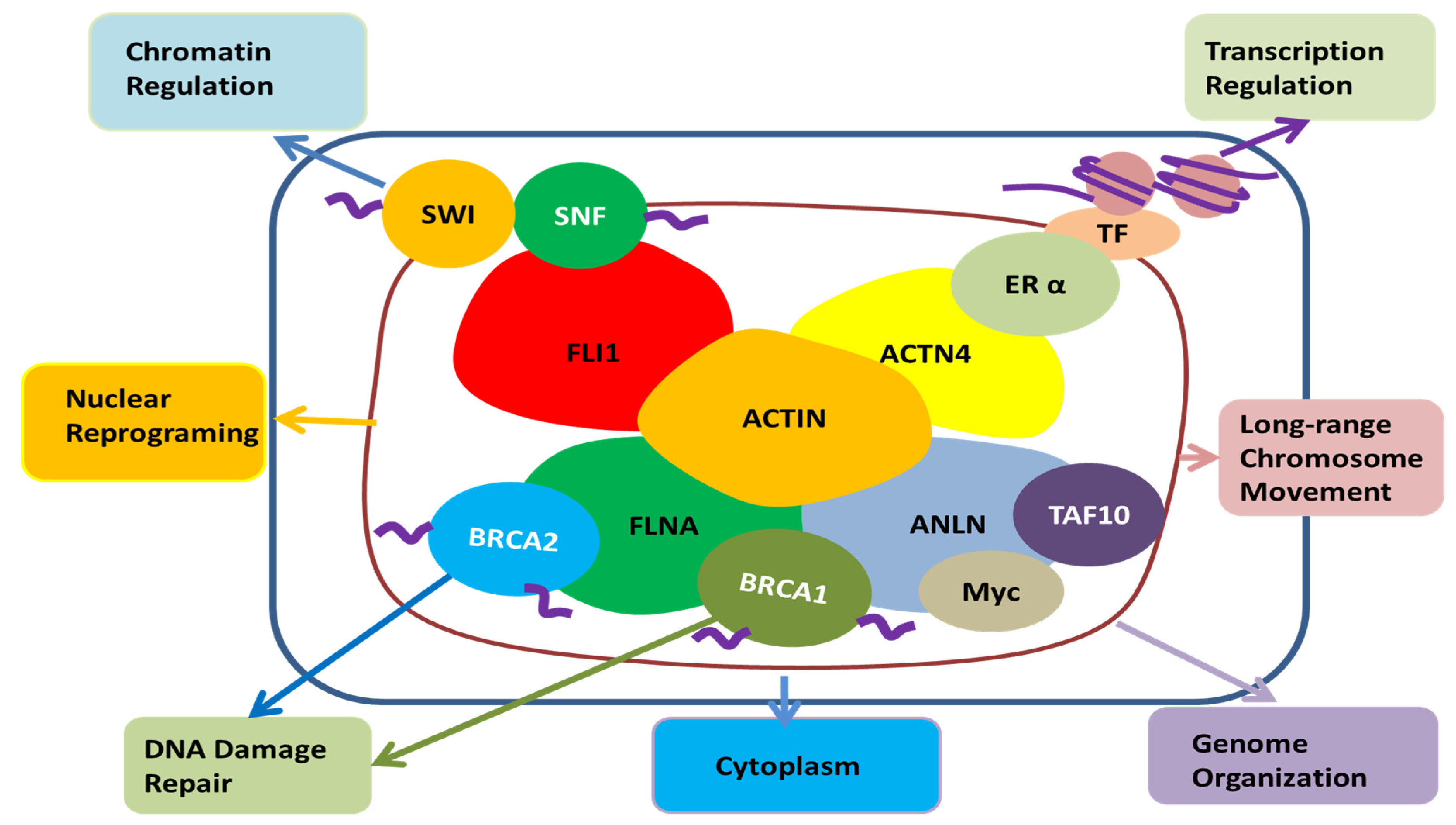 Cancers 12 01600 g004