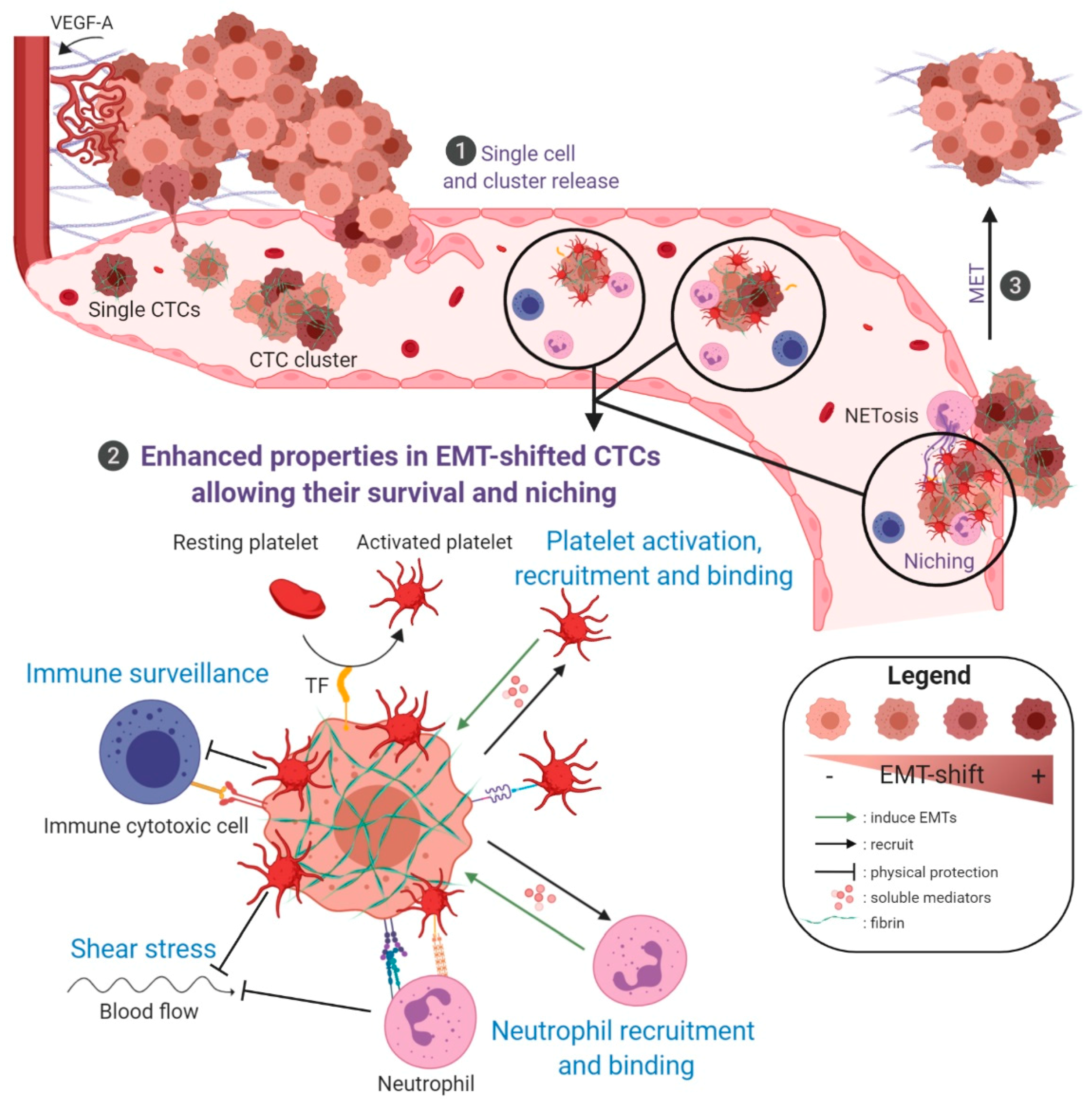 Cancers Free Full Text Emt Associated Heterogeneity In Circulating Tumor Cells Sticky