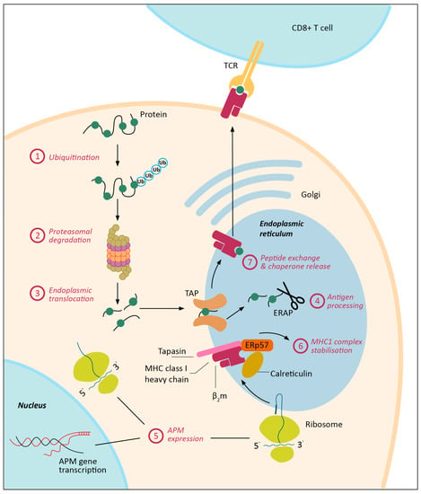 Cancers Free Full Text Mhc Class I Downregulation In Cancer Underlying Mechanisms And Potential Targets For Cancer Immunotherapy Html