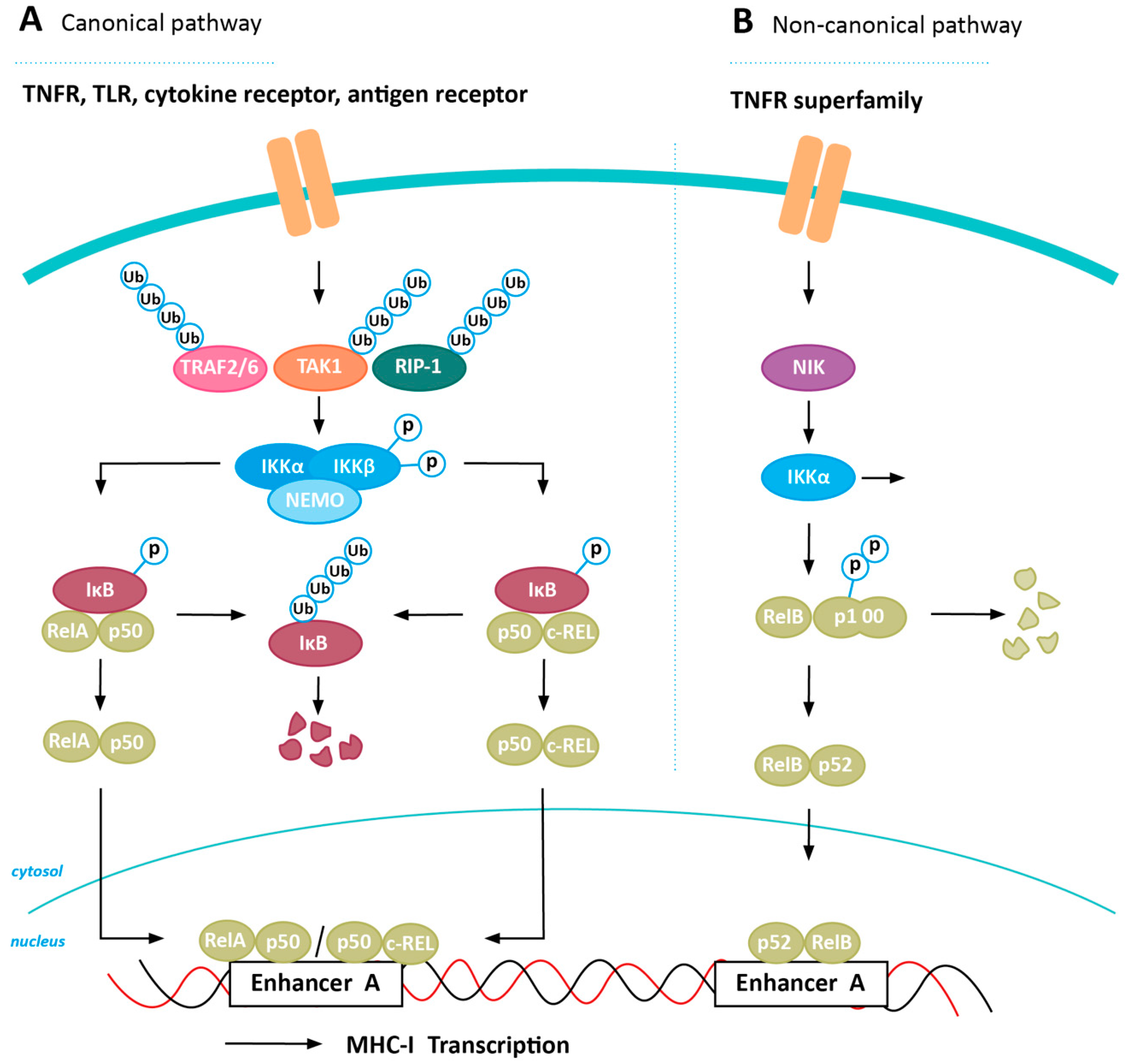Cancers | Free Full-Text | MHC Class I Downregulation in Cancer: Underlying  Mechanisms and Potential Targets for Cancer Immunotherapy | HTML