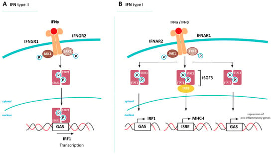 Cancers Free Full Text Mhc Class I Downregulation In Cancer Underlying Mechanisms And Potential Targets For Cancer Immunotherapy Html