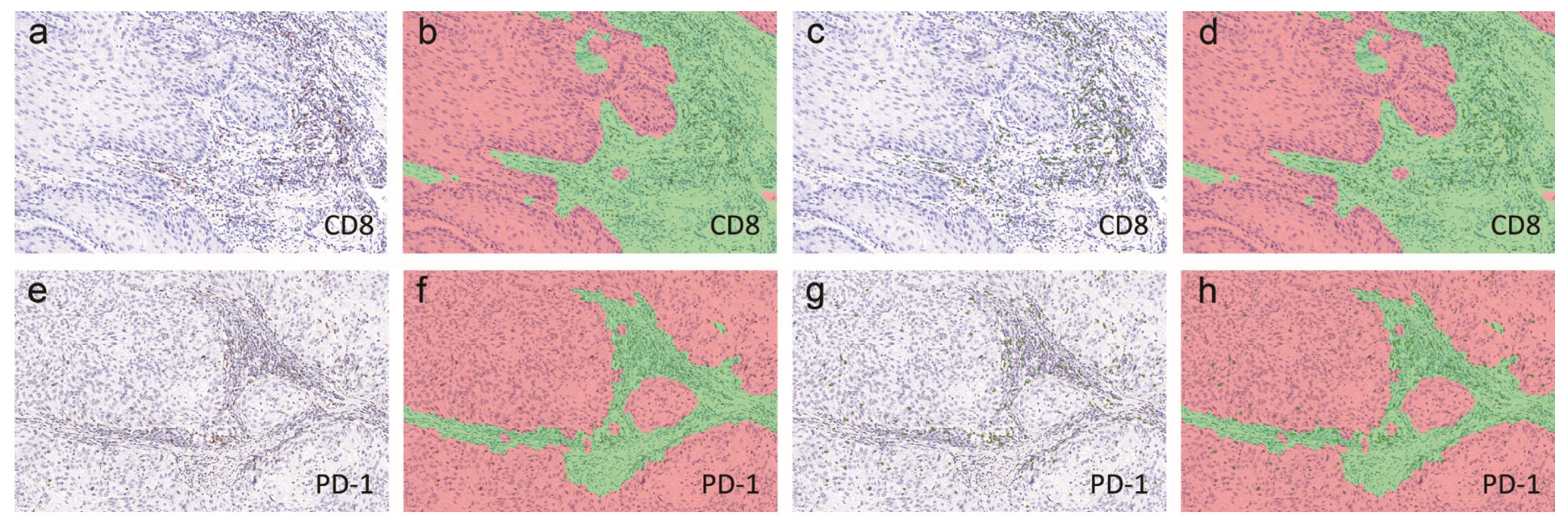 Cancers 12 01796 g006