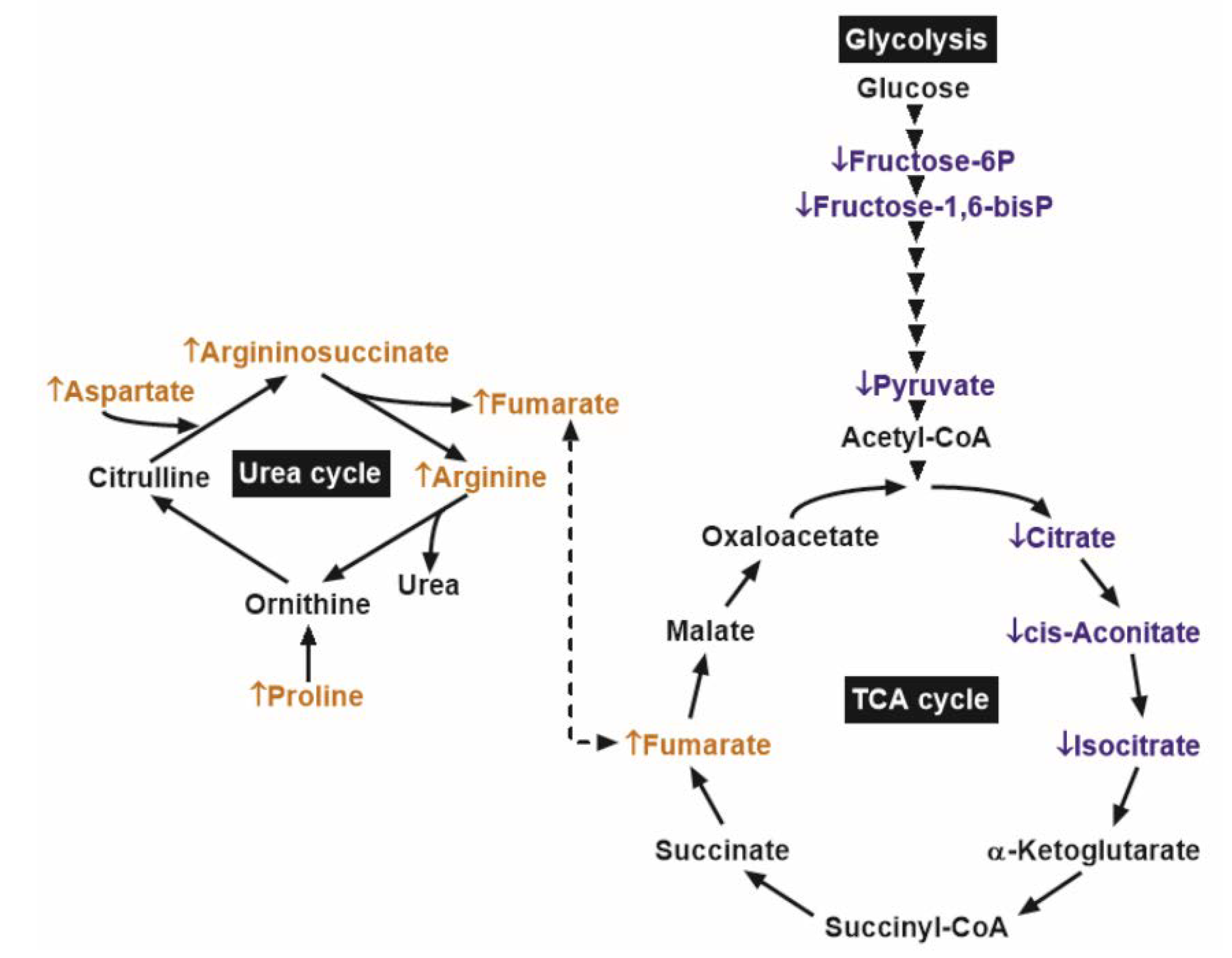 Cancers 12 01814 g004 Cancers 12 01814 g004