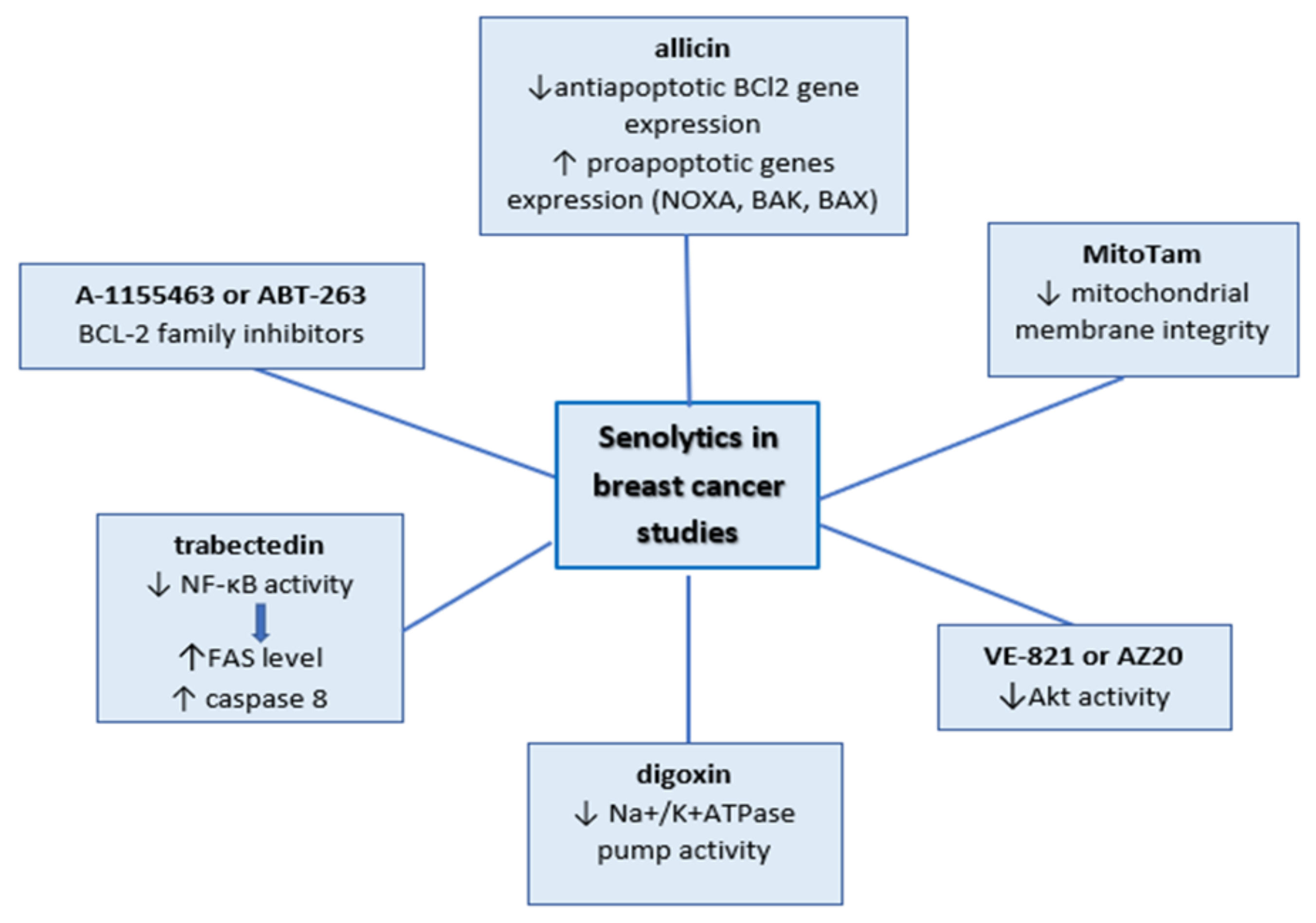 Cancers Free Full Text The Premature Senescence In Breast Cancer Treatment Strategy Html