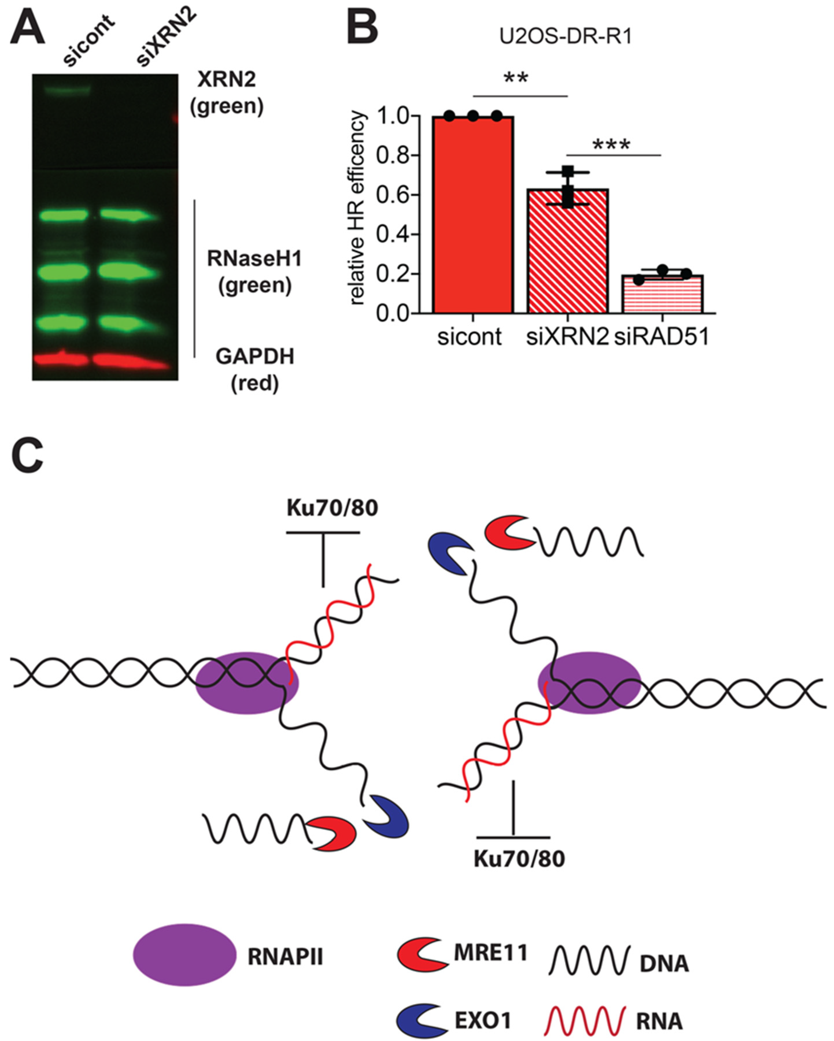 Cancers Free Full Text Xrn2 Links Rna Dna Hybrid Resolution To Double Strand Break Repair Pathway Choice Html