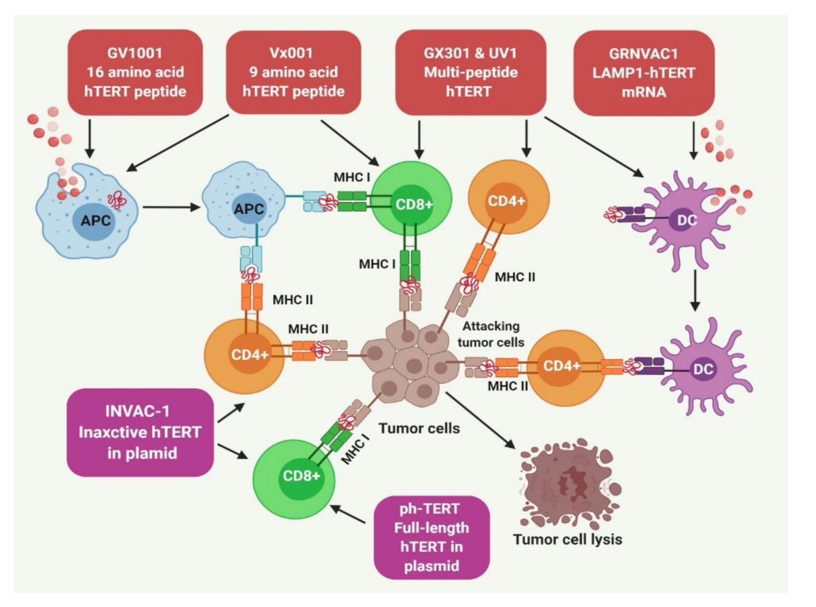 Cancers 12 01901 g003 Cancers 12 01901 g003