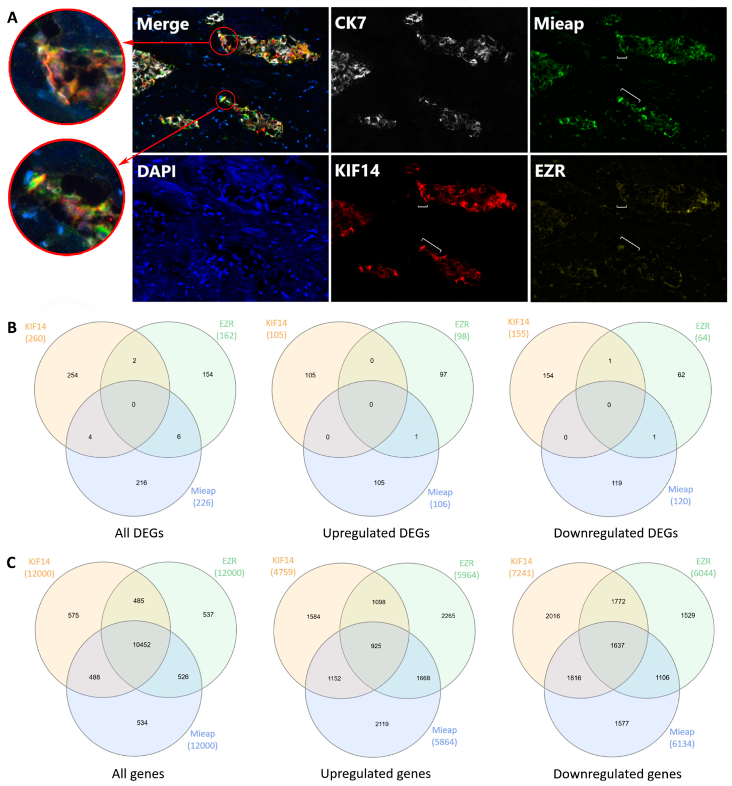 Cancers 12 01909 g006