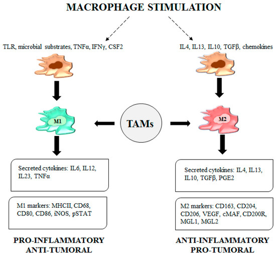 Cancers | Free Full-Text | Tumor-Associated Macrophage Status in Cancer  Treatment | HTML