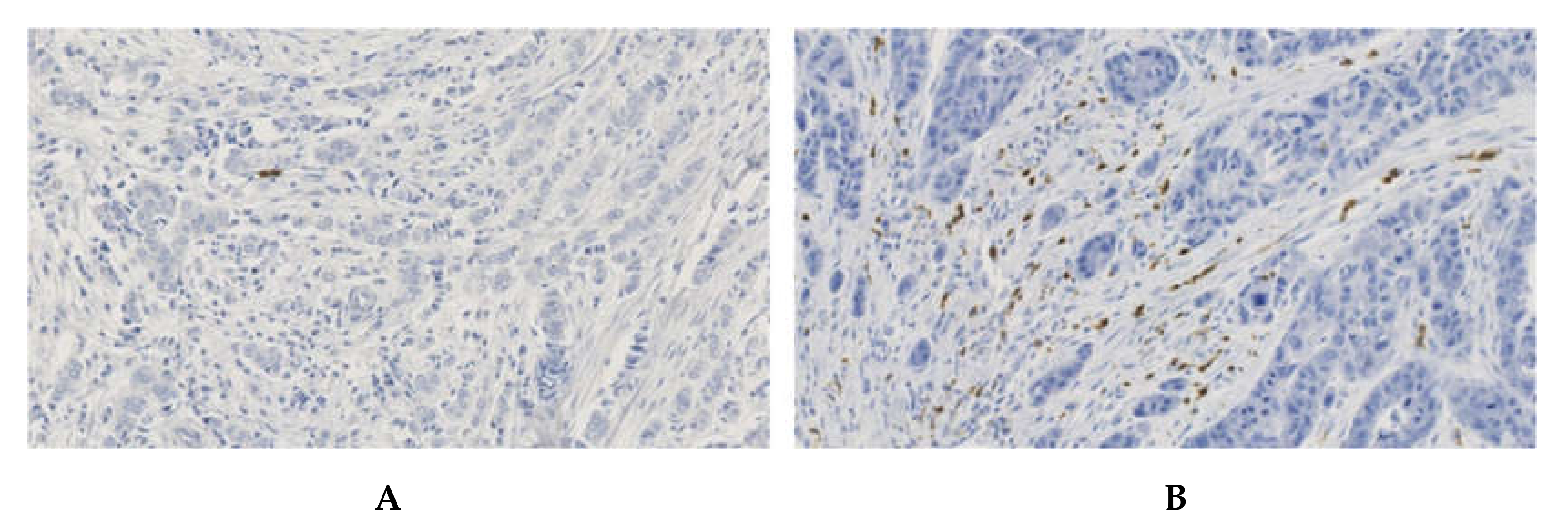 Cancers 12 02076 g003 Cancers 12 02076 g003