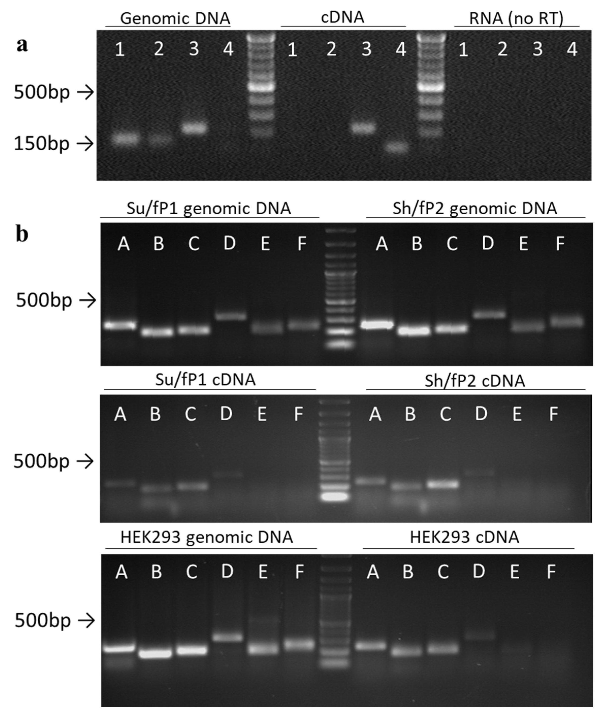 Cancers 12 02090 g003 Cancers 12 02090 g003