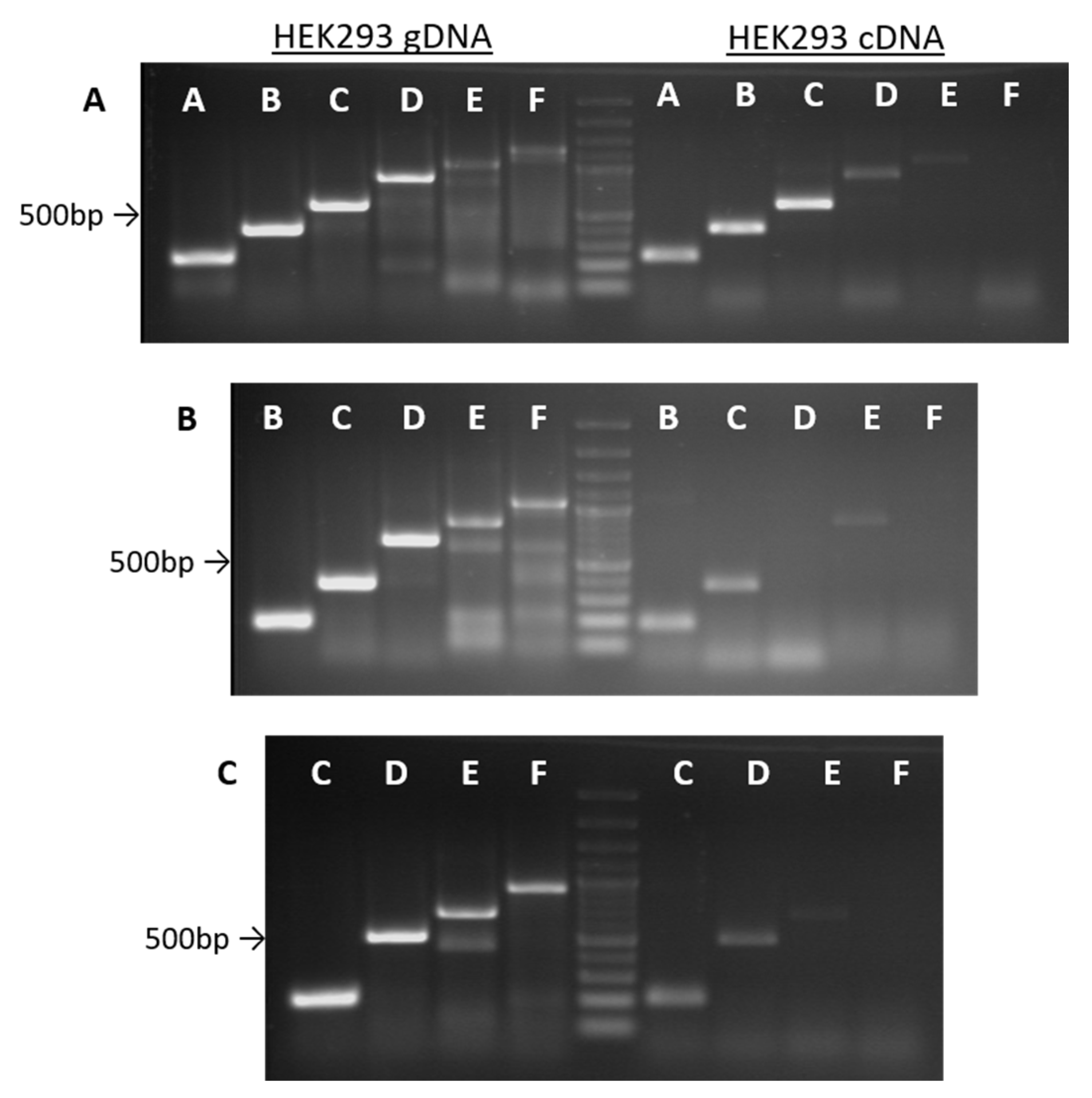 Cancers 12 02090 g0a2 Cancers 12 02090 g0a2