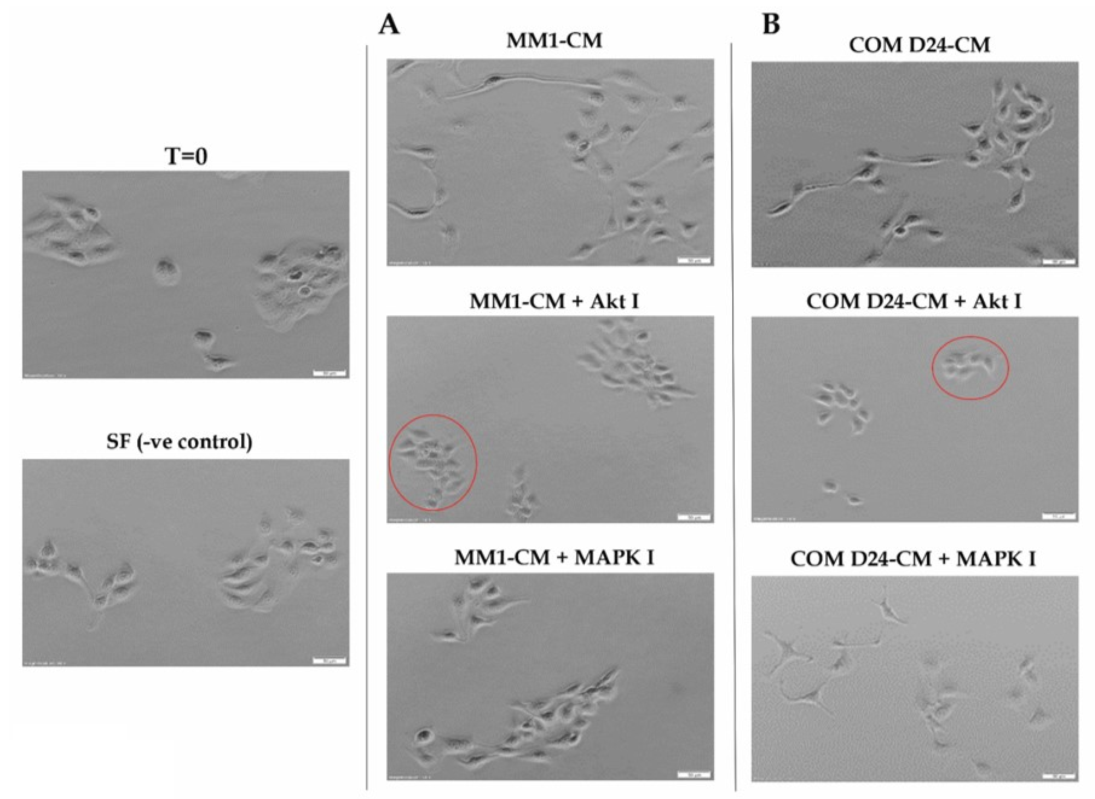 Cancers 12 02093 g001