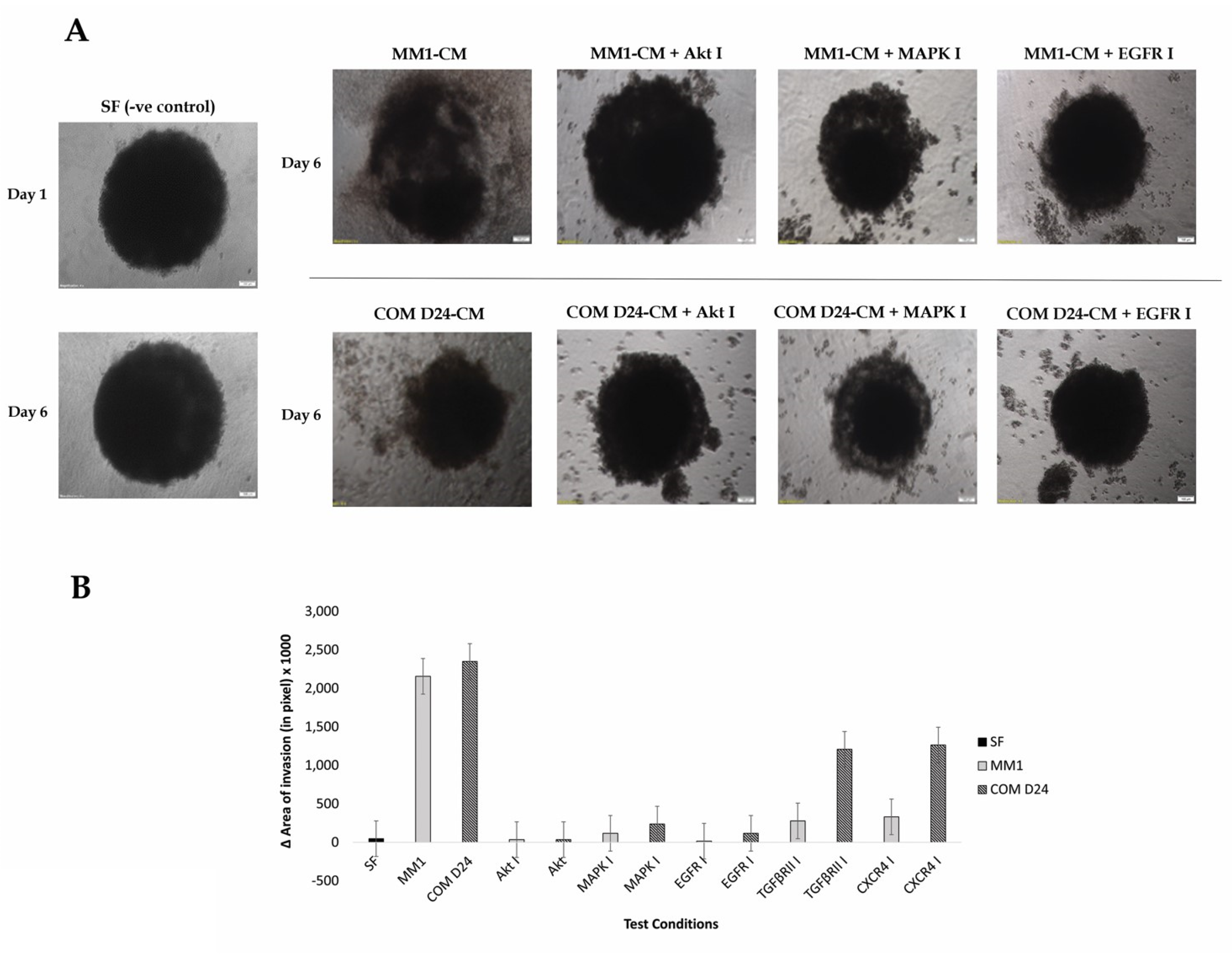 Cancers 12 02093 g003