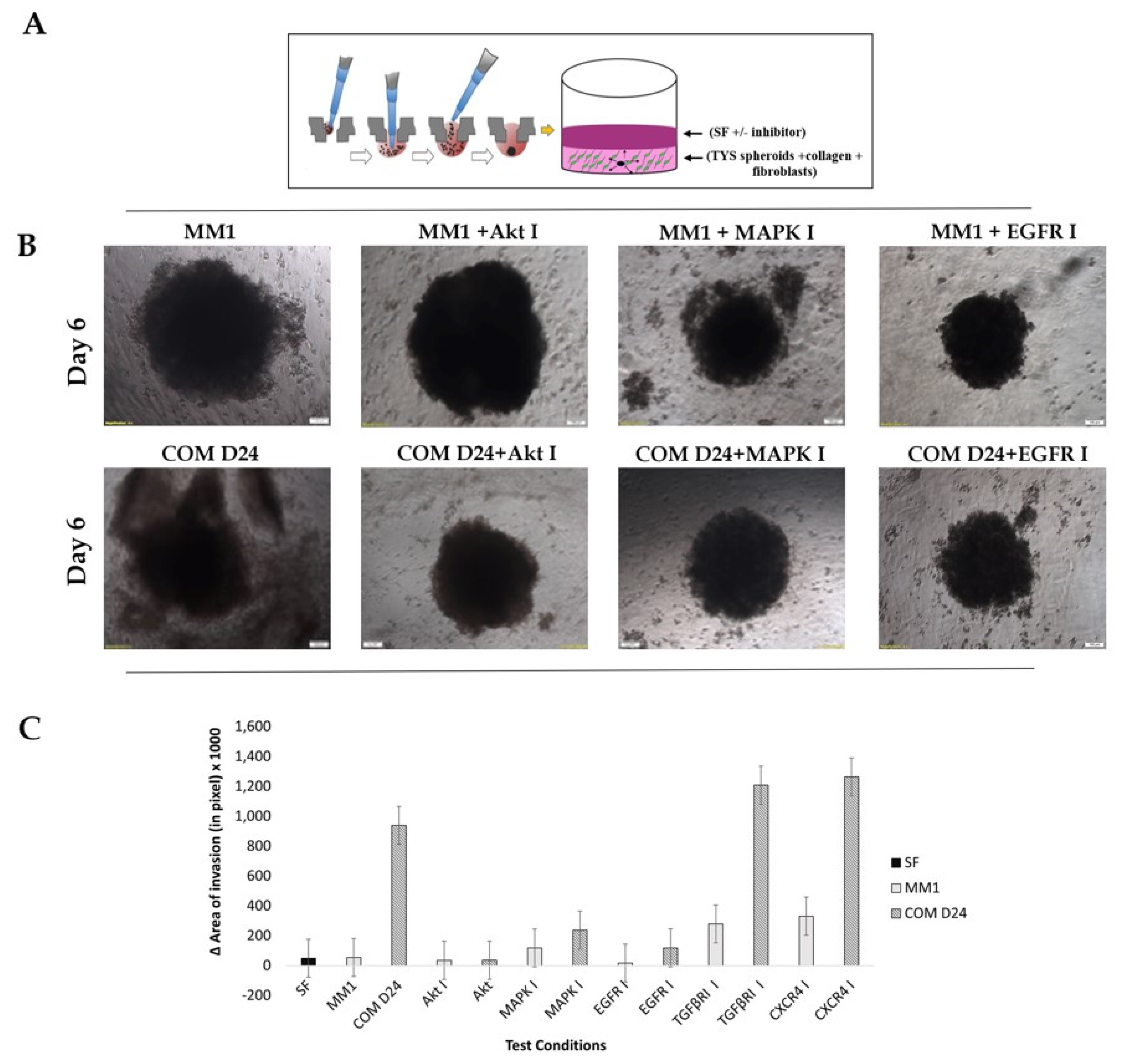 Cancers 12 02093 g004