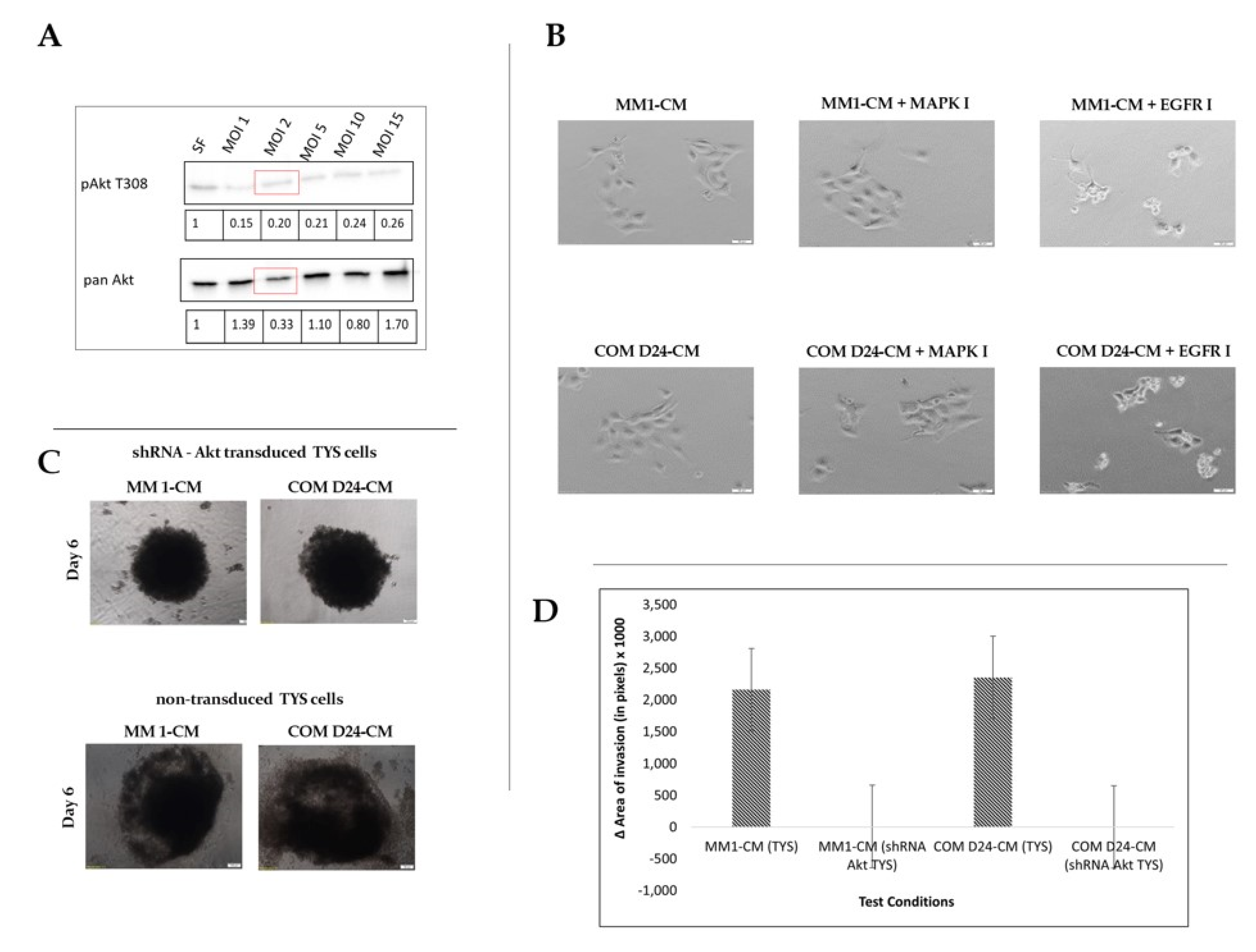 Cancers 12 02093 g005