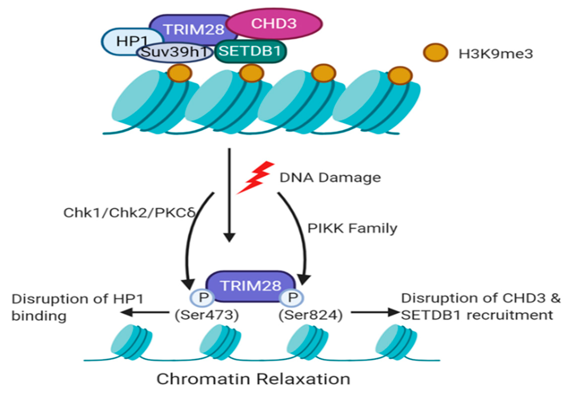 Cancers 12 02094 g002