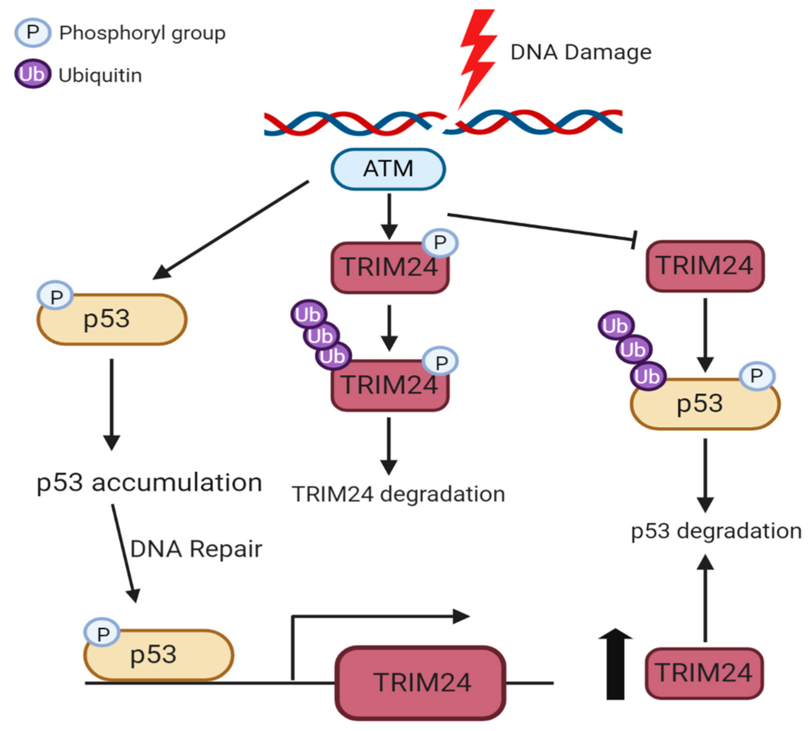 Cancers 12 02094 g004