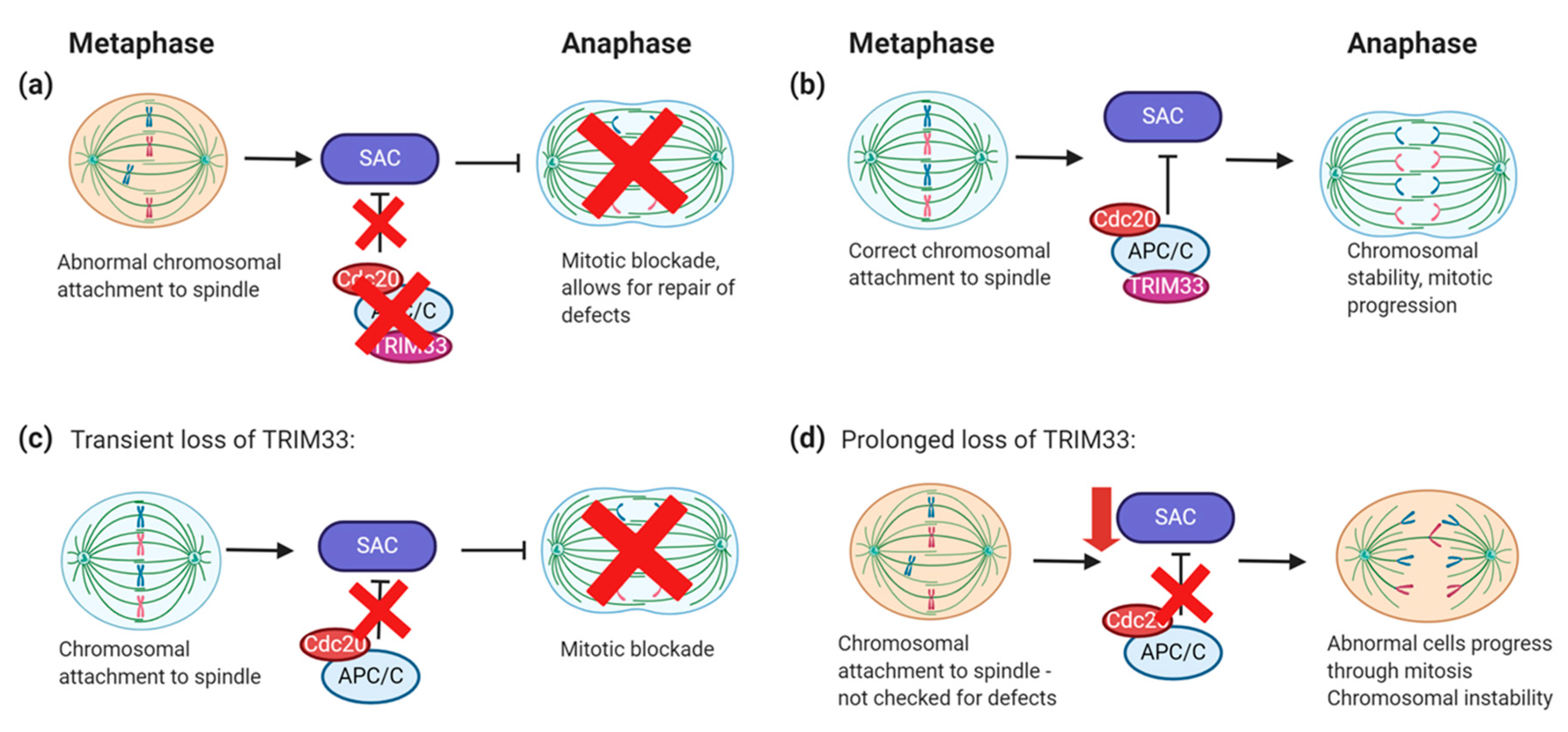 Cancers 12 02094 g005