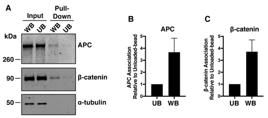 Cancers Free Full Text Oncogenic Serine 45 Deleted B Catenin Remains Susceptible To Wnt Stimulation And Apc Regulation In Human Colonocytes
