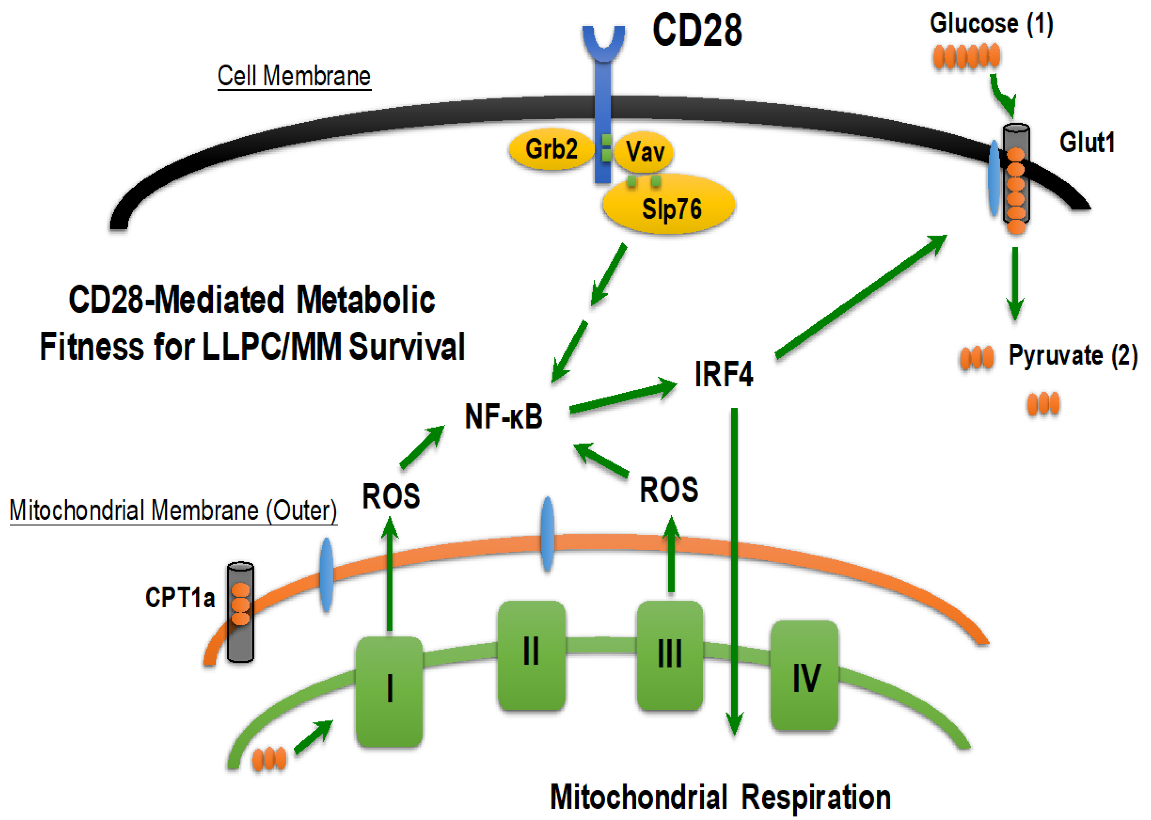 Cancers 12 02117 g003 Cancers 12 02117 g003