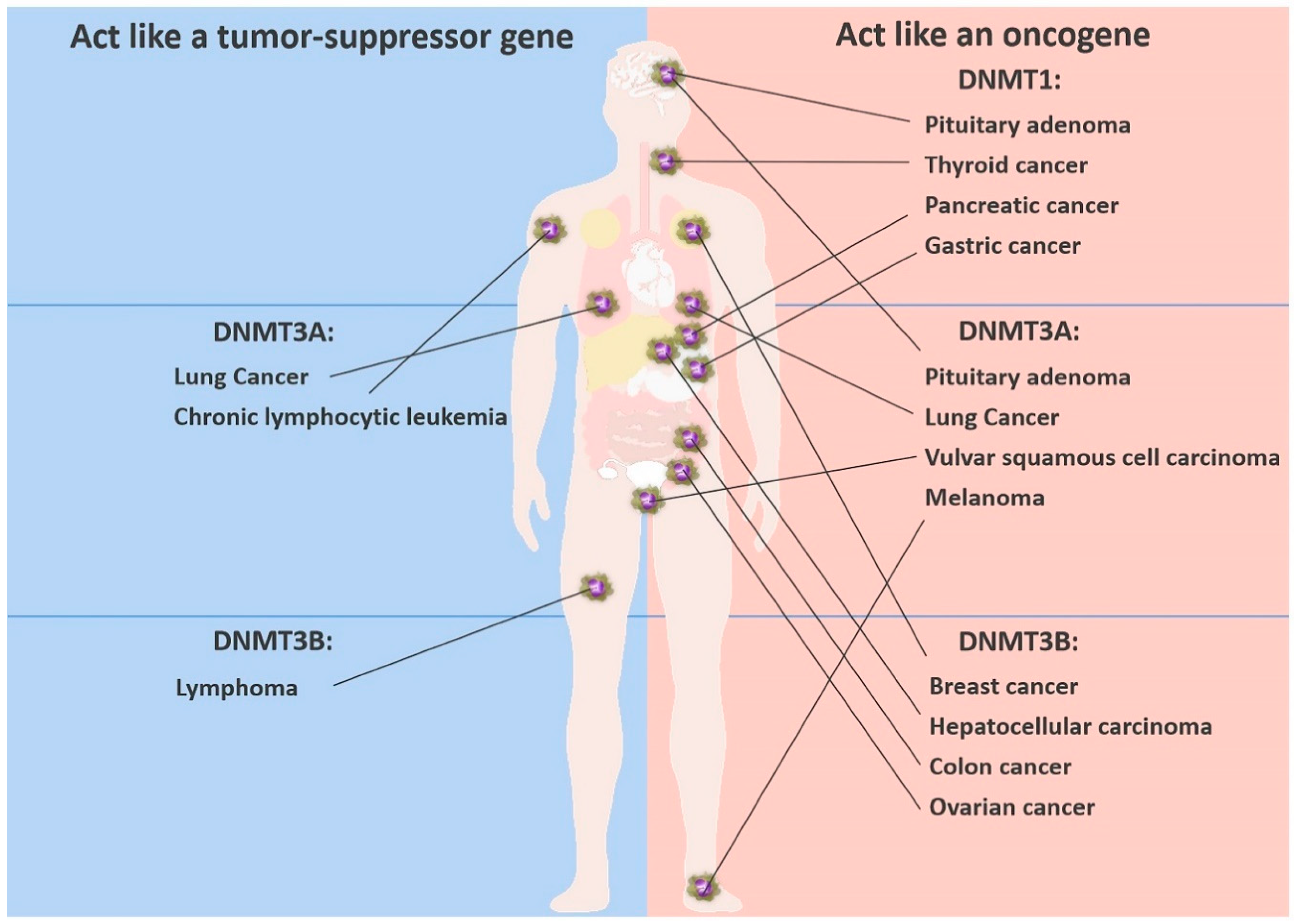 Cancers 12 02123 g002 Cancers 12 02123 g002