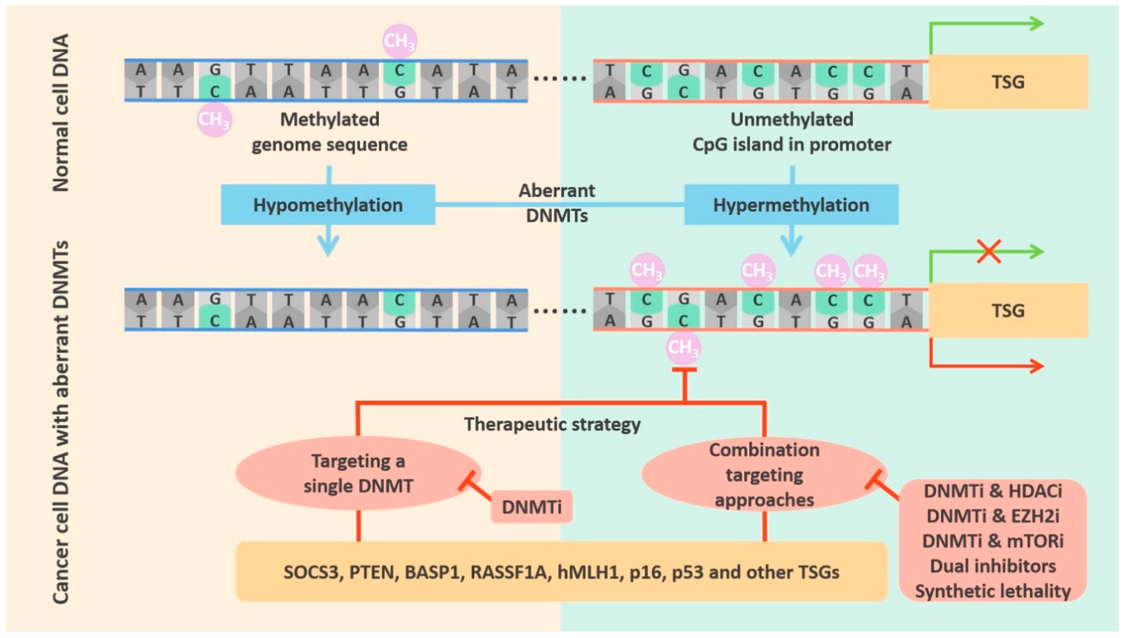 Cancers 12 02123 g004 Cancers 12 02123 g004