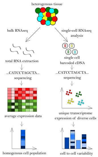 Cancers Free Full Text Single Cell Heterogeneity Of Cutaneous T