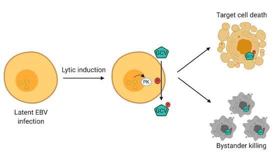 PD-L1 upregulation by lytic induction of Epstein-Barr Virus - ScienceDirect