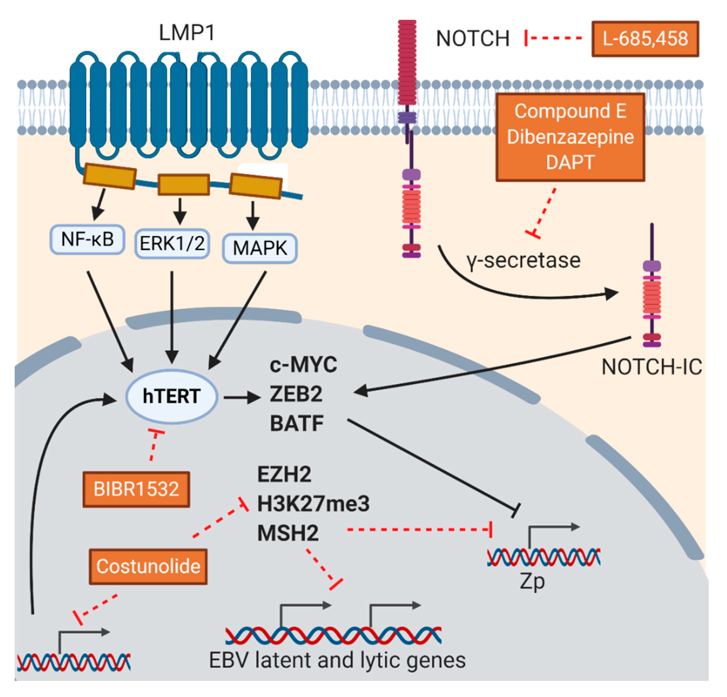 PD-L1 upregulation by lytic induction of Epstein-Barr Virus - ScienceDirect