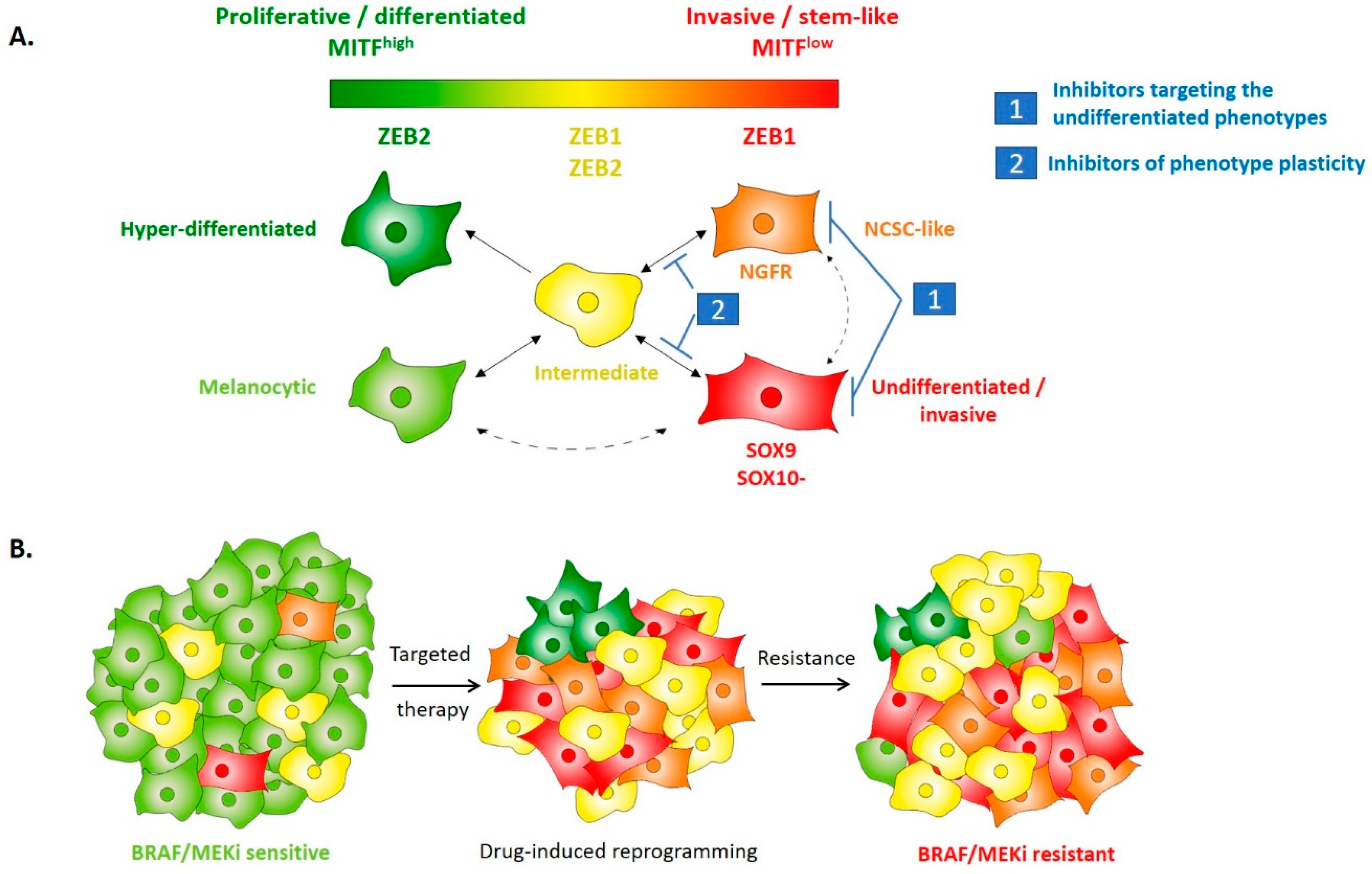 Cancers 12 02154 g003 Cancers 12 02154 g003