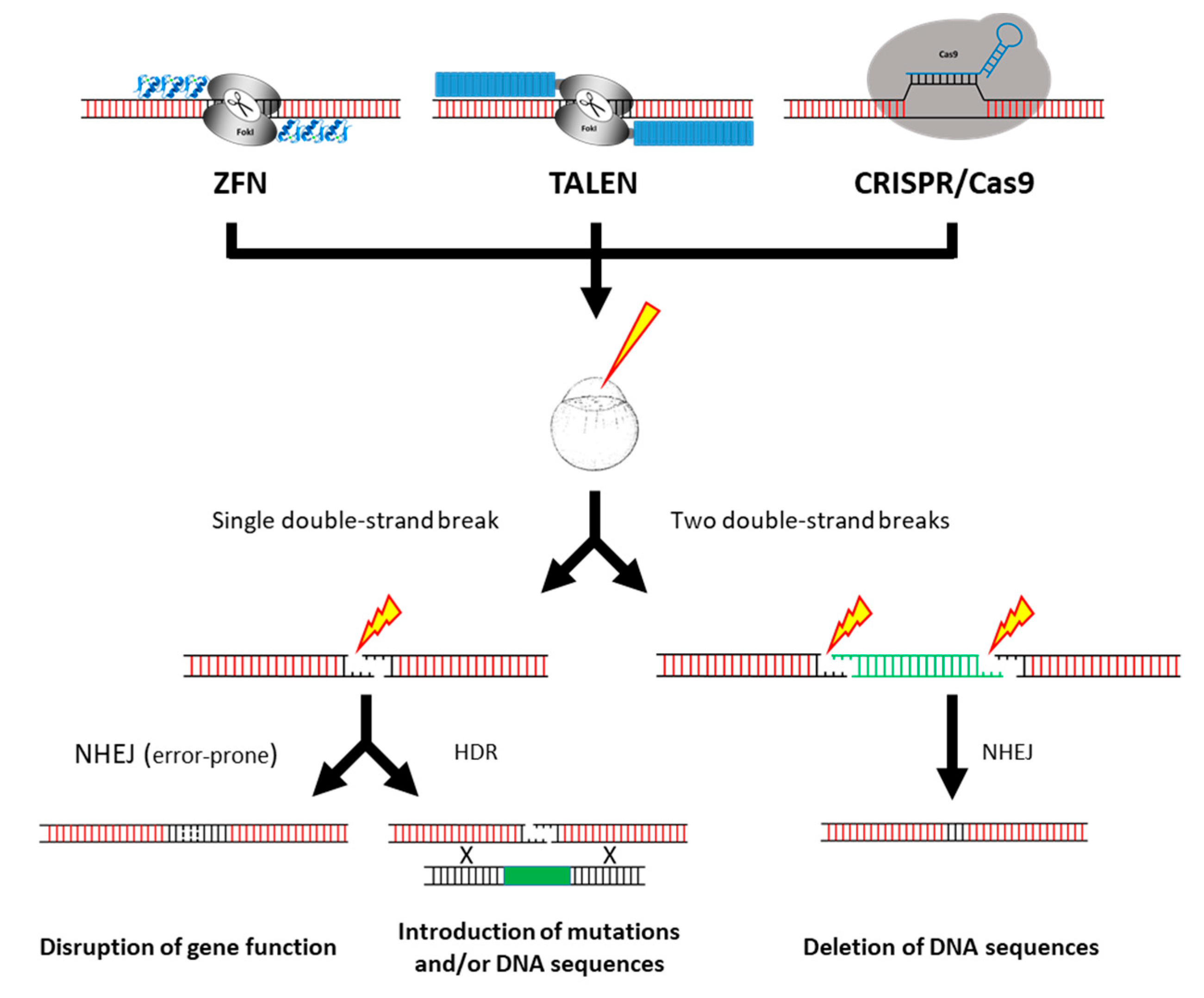 Crispr-cas9 Gene Editing Wood Print by David Parker/science Photo