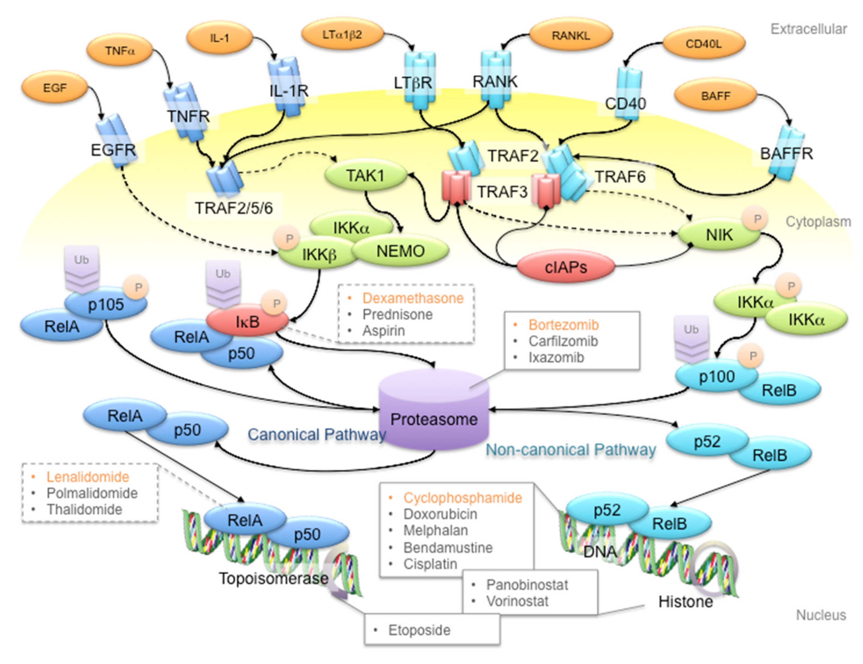 Cancers | Free Full-Text | Targeting NF-κB Signaling for Multiple Myeloma