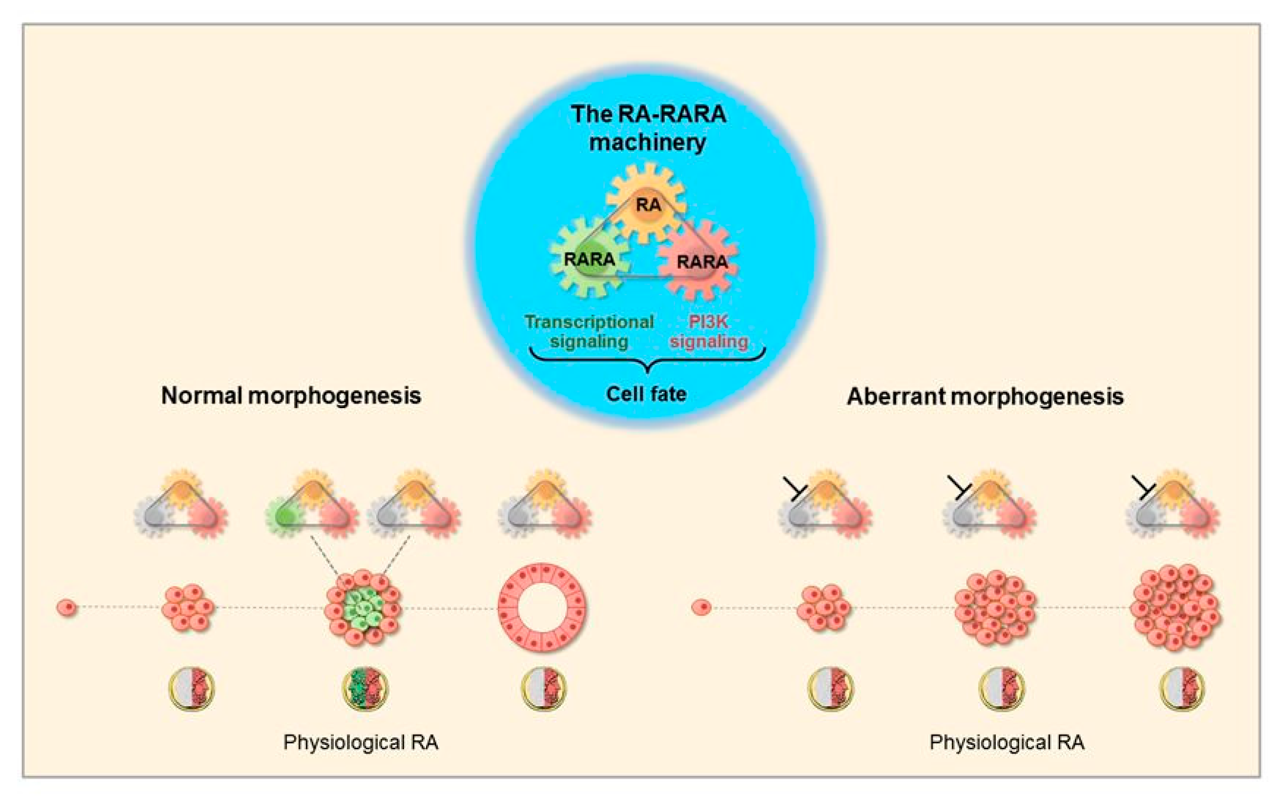 Cancers 12 02275 g001