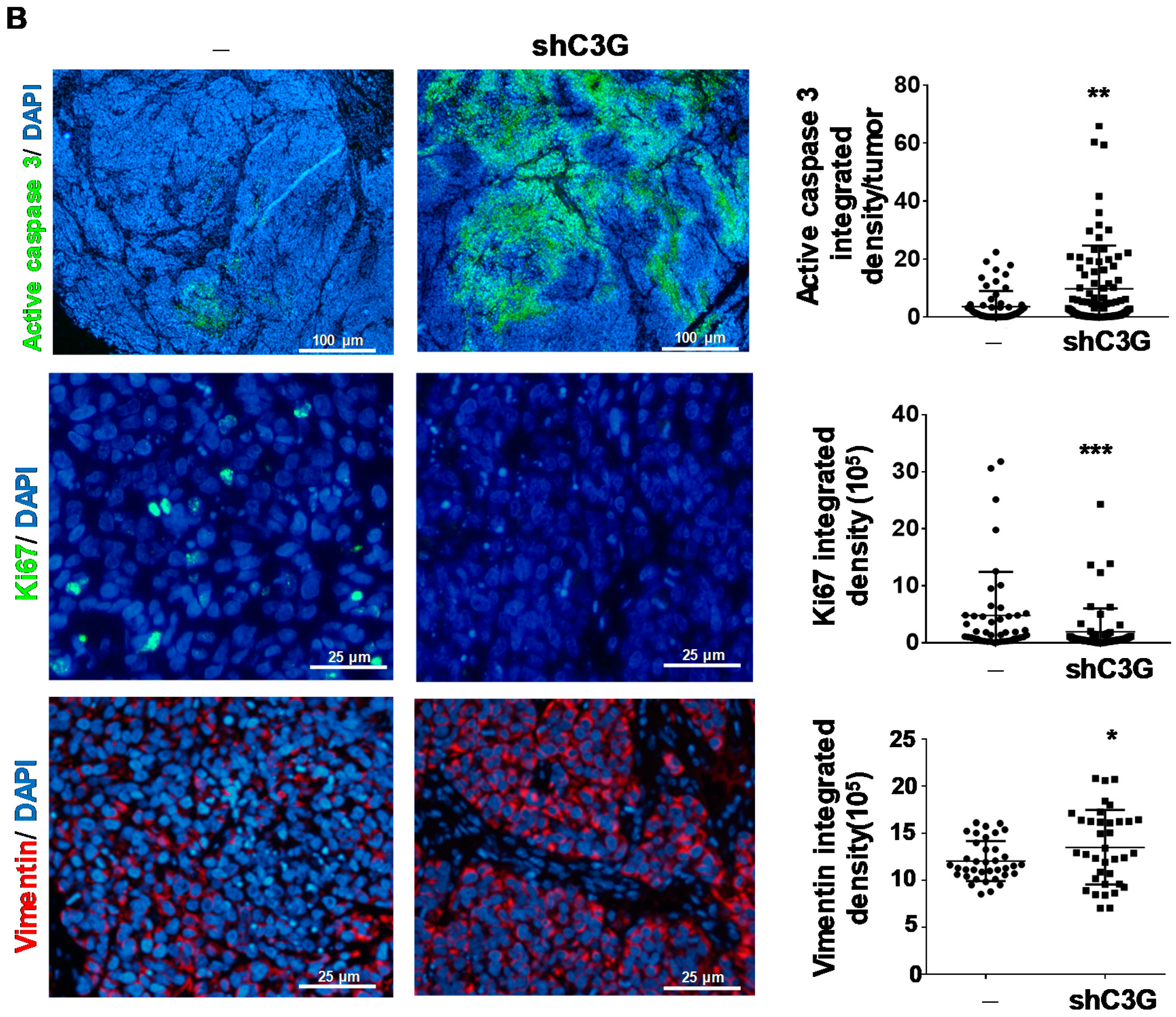 Cancers 12 02282 g004b
