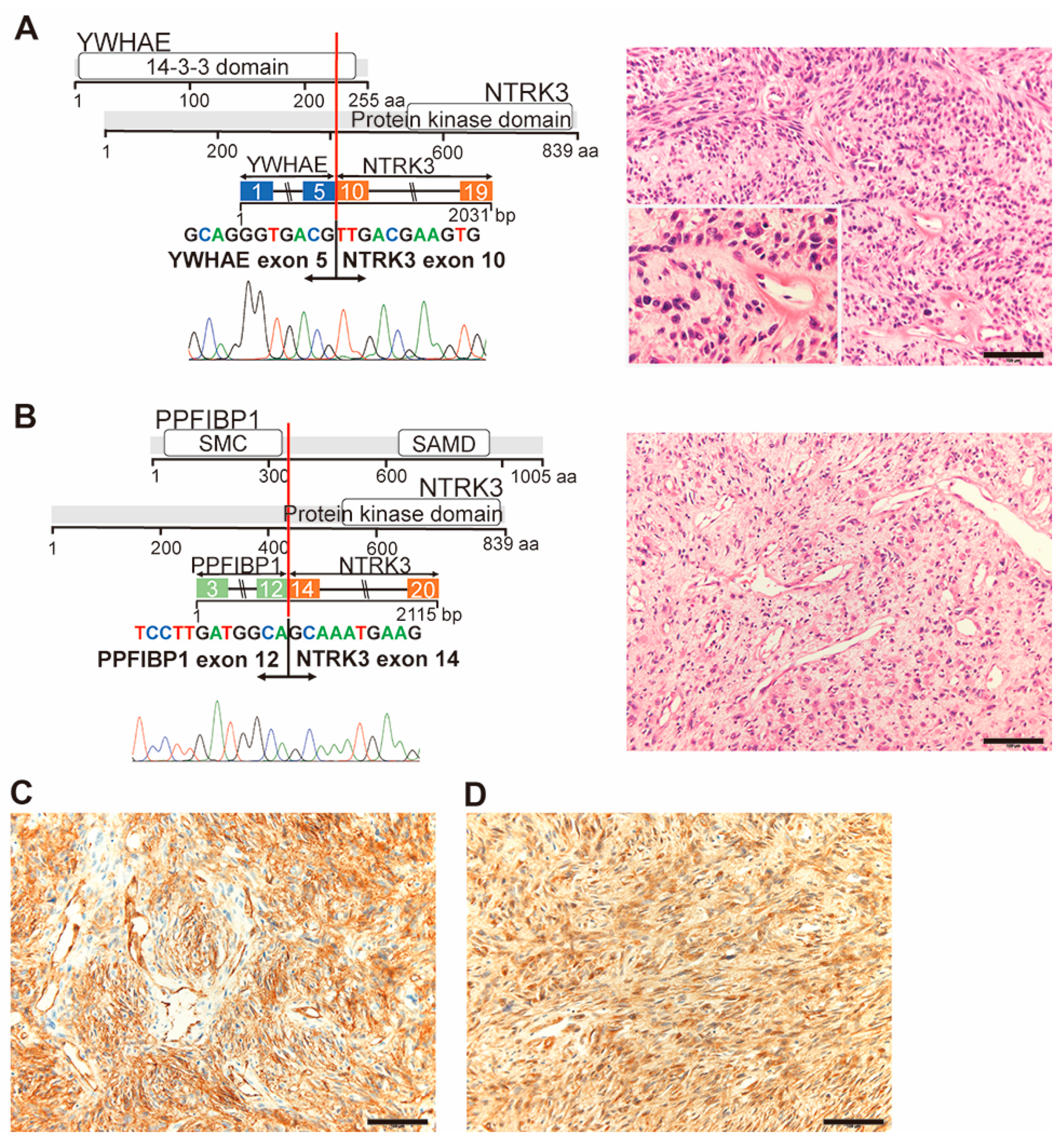 Cancers 12 02345 g004