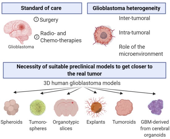 Cancers Free Full Text Practical Review On Preclinical Human D Glioblastoma Models