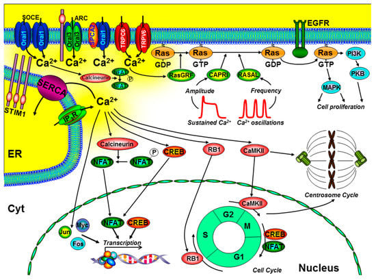 cancers free full text targeting the calcium signalling machinery in cancer html