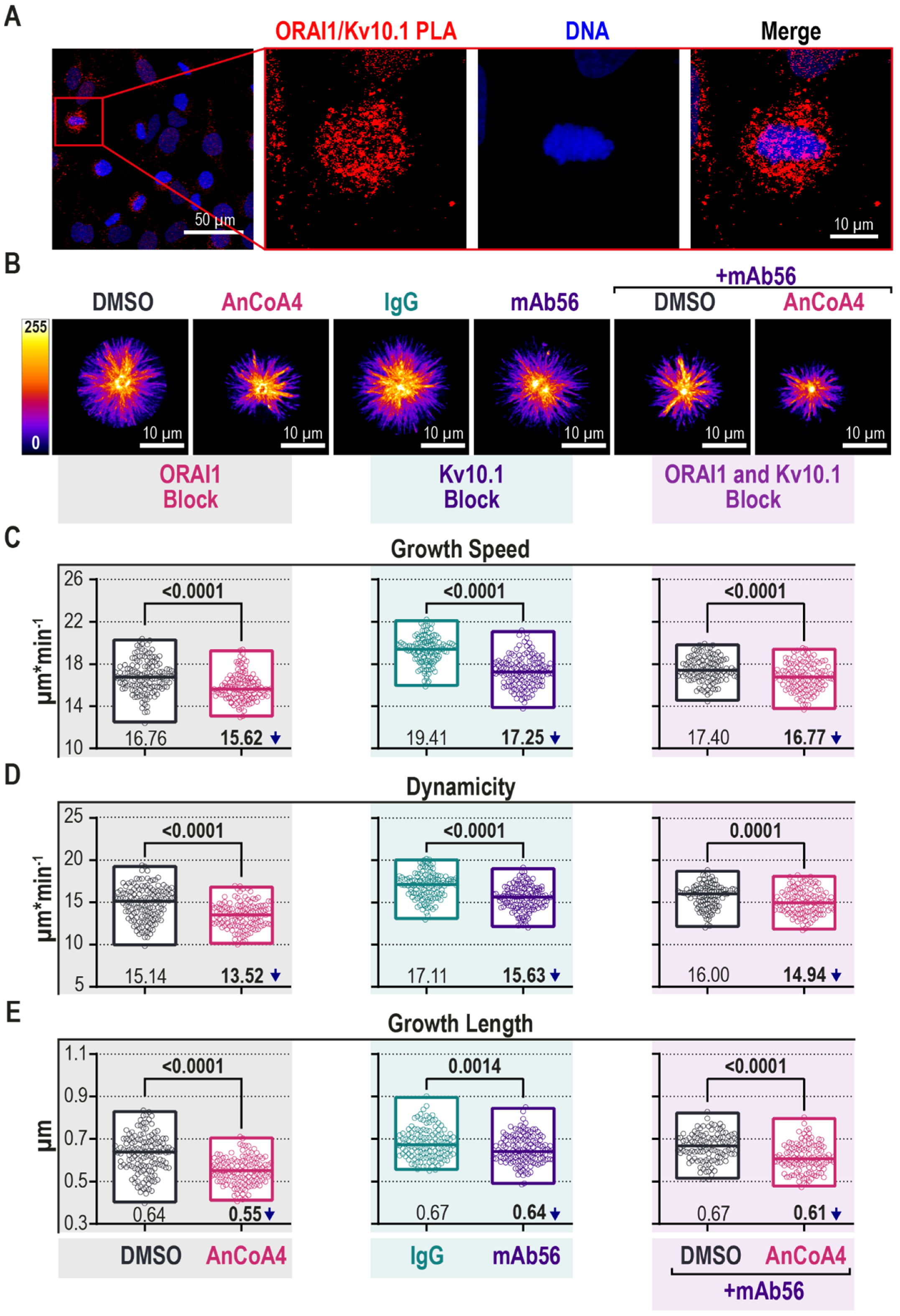 Cancers | Free Full-Text | Kv10.1 Regulates Microtubule Dynamics during  Mitosis | HTML
