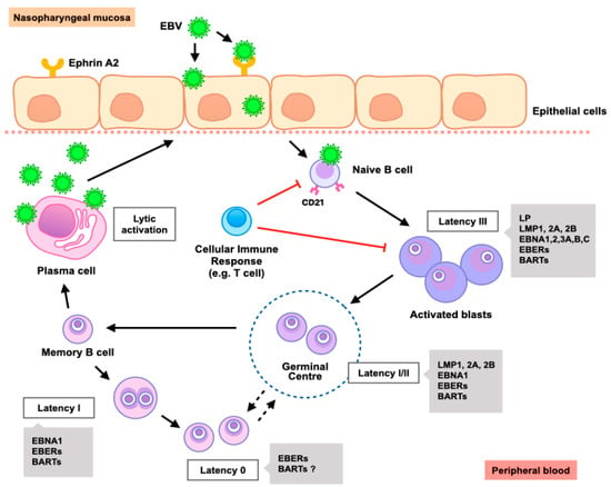 Cancers Free Full Text Epstein Barr Virus Mediated Signaling In Nasopharyngeal Carcinoma Carcinogenesis Html