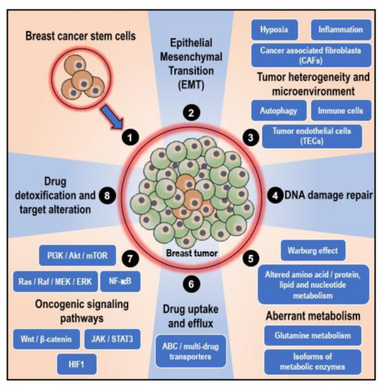 Cancers | Free Full-Text | Counteracting Chemoresistance with Metformin in  Breast Cancers: Targeting Cancer Stem Cells