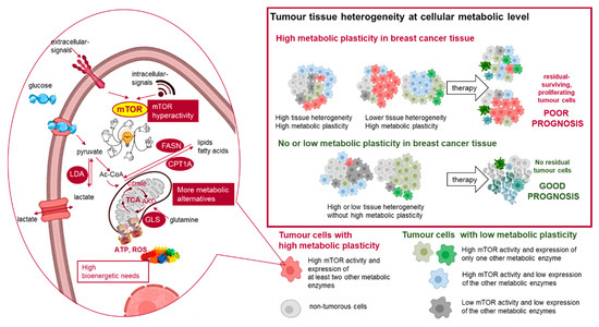 Cancers Free Full Text In Situ Metabolic Characterisation Of Breast 3503