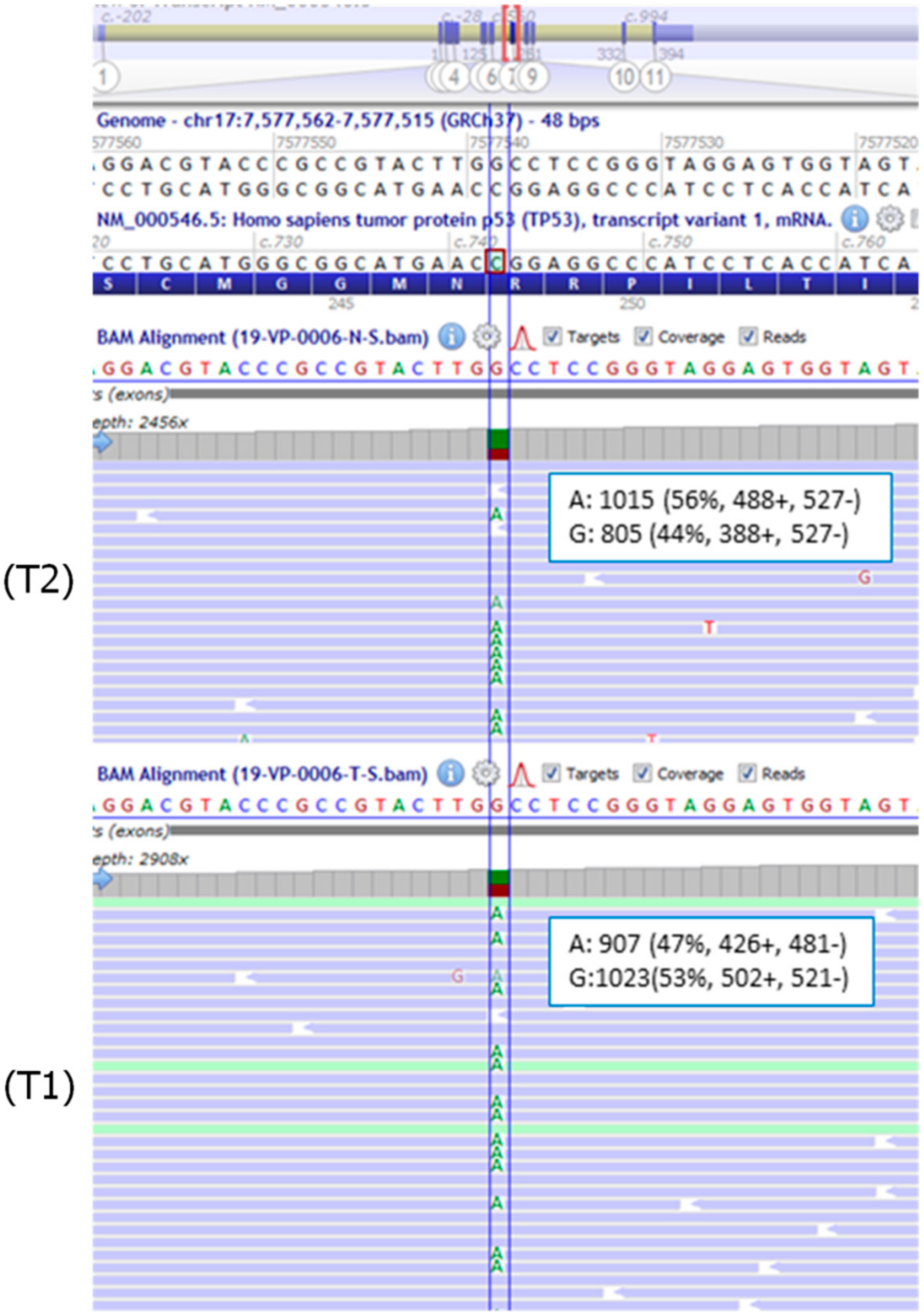Cancers 12 02503 g004 Cancers 12 02503 g004