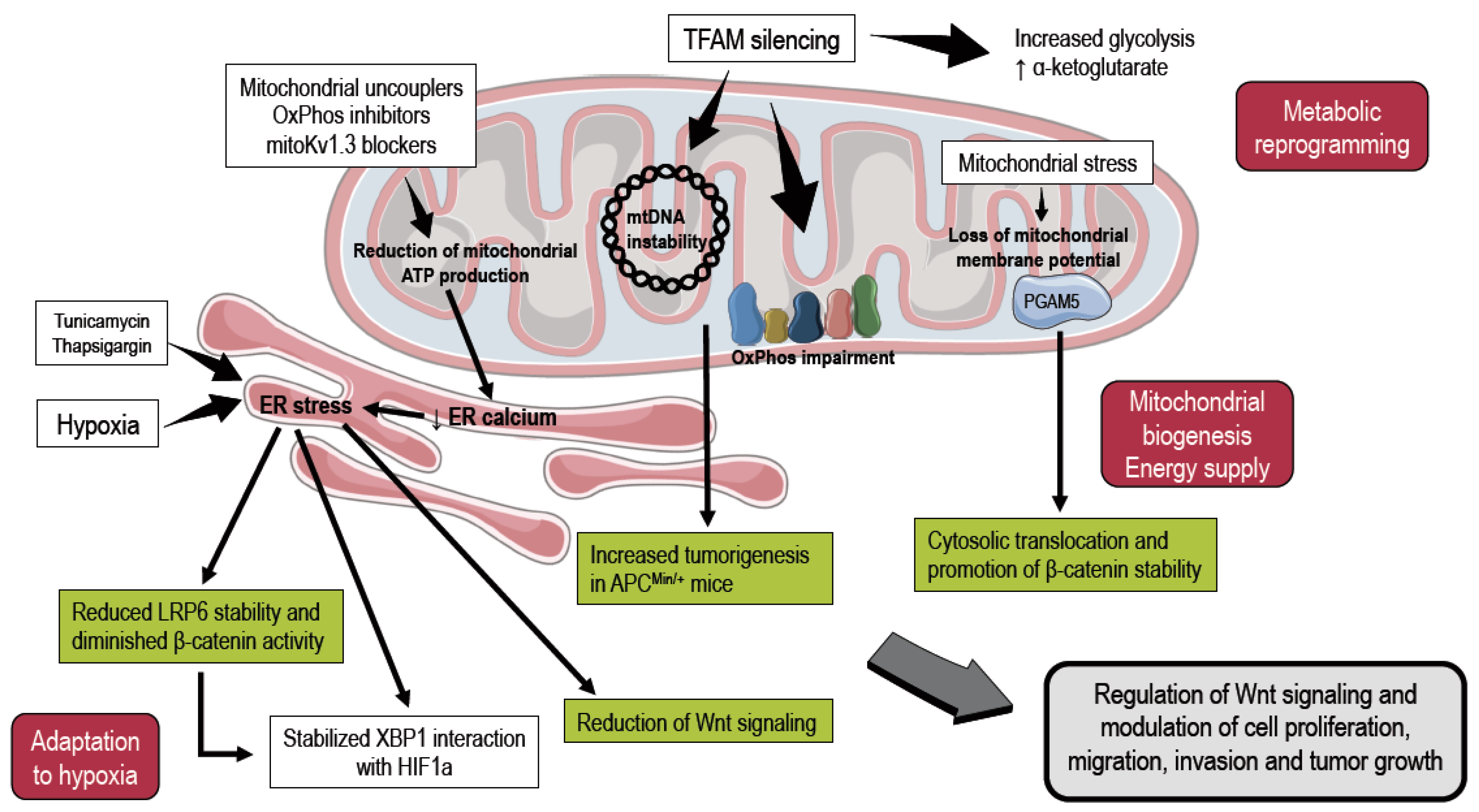 Cancers Free Full Text Mitochondrial Metabolism Contact Sites