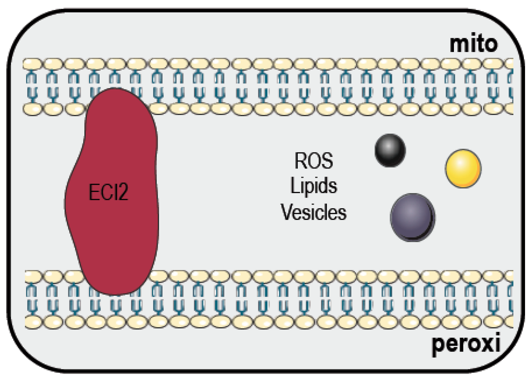 Cancers Free Full Text Mitochondrial Metabolism Contact Sites