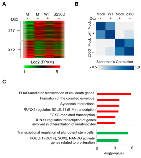 Critical POU domain residues confer Oct4 uniqueness in somatic cell  reprogramming