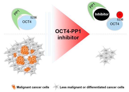 Critical POU domain residues confer Oct4 uniqueness in somatic cell  reprogramming