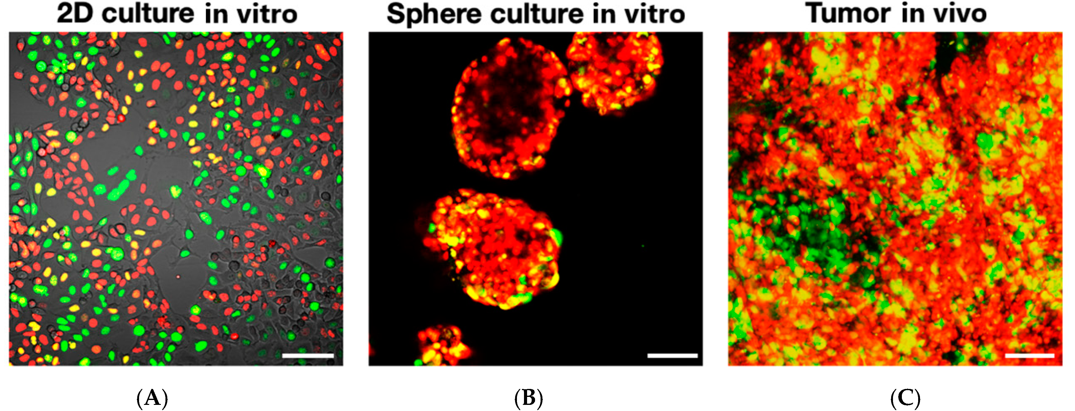 Cancers 12 02655 g003