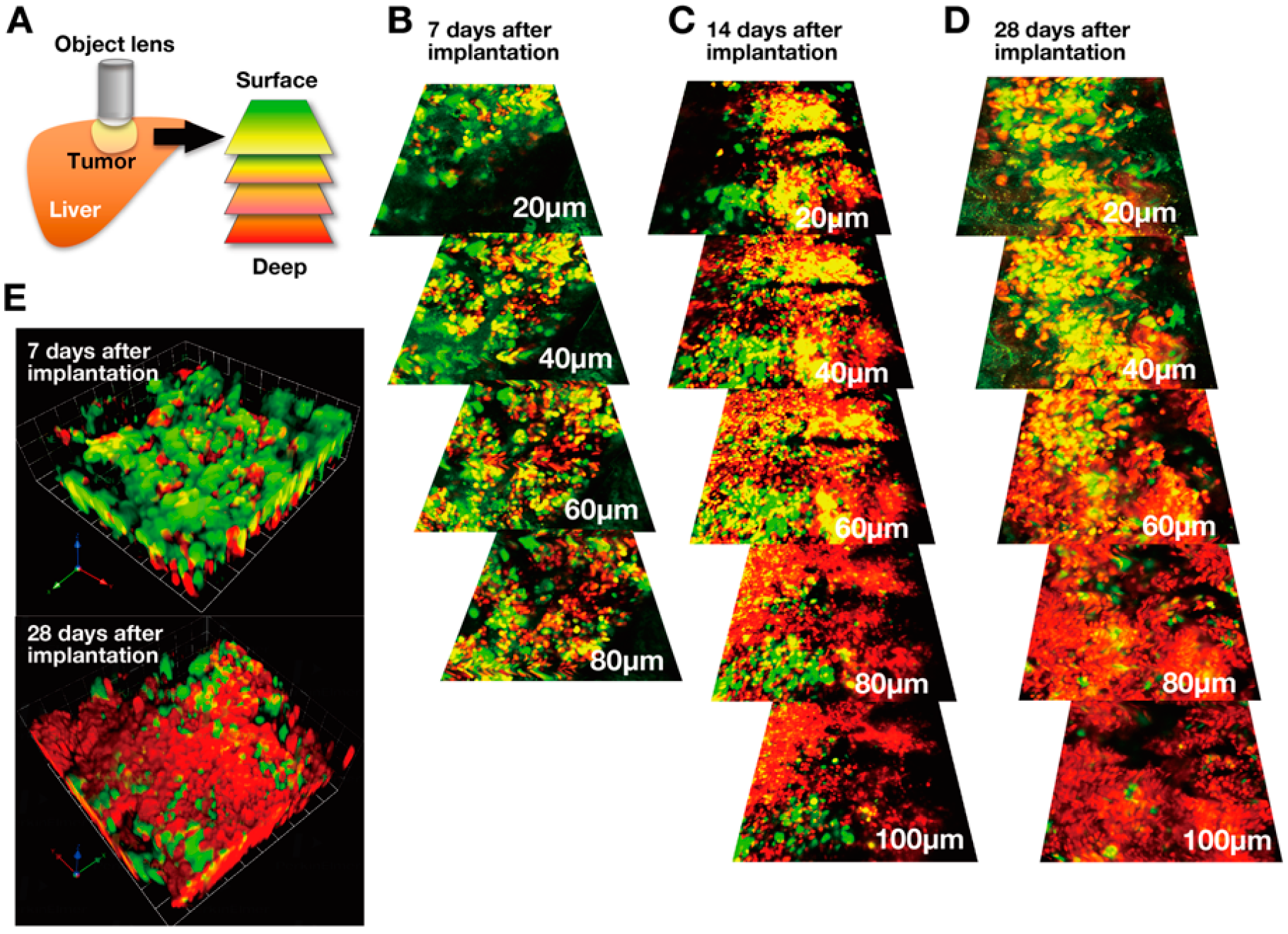 Cancers 12 02655 g004