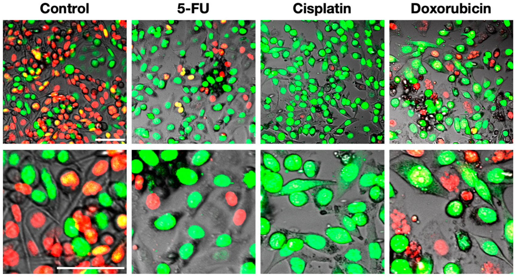 Cancers 12 02655 g005