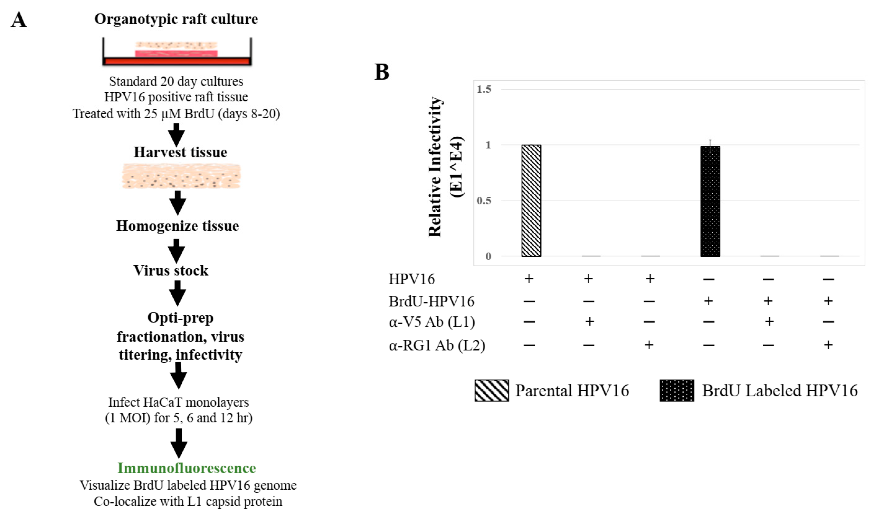 Cancers 12 02664 g008 Cancers 12 02664 g008